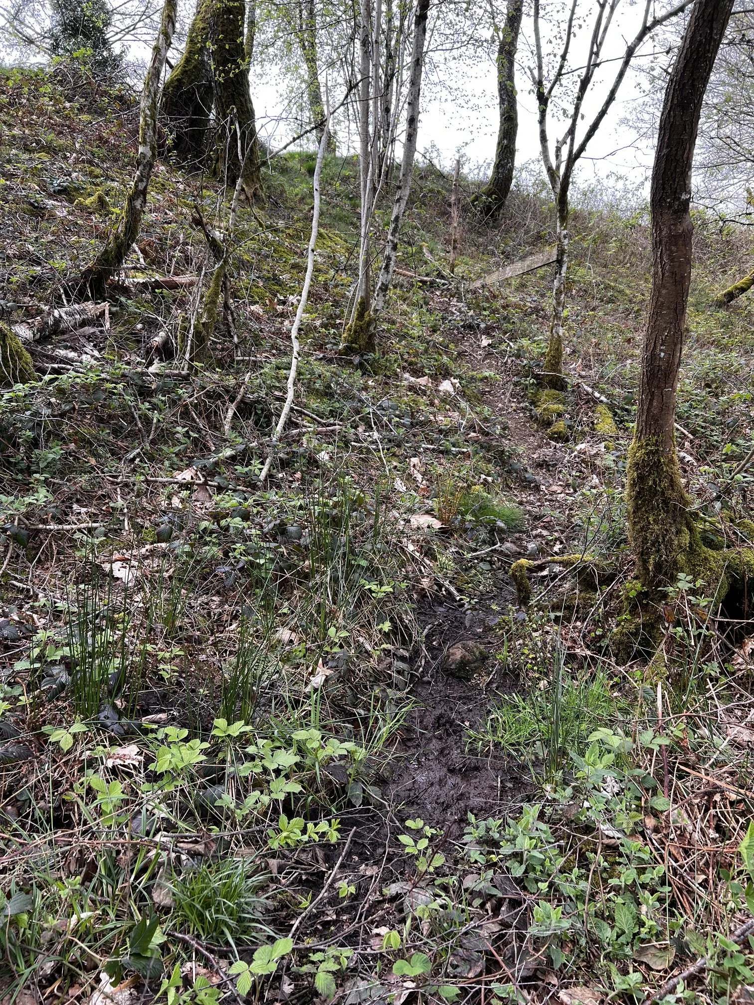 An Otter trail heading up a muddy bank