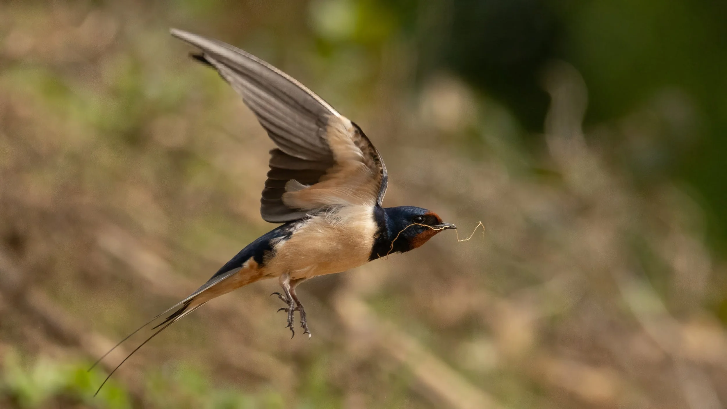 Reading the Wild: Old country wisdom for wildlife photographers