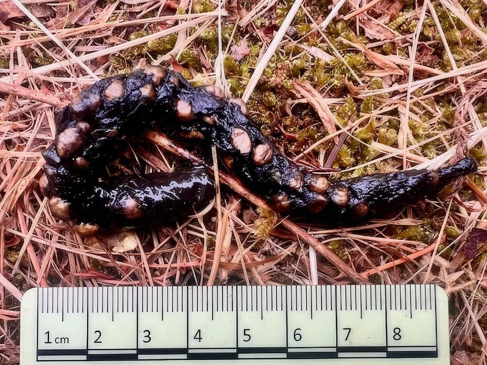 Pine Marten scat with Ivy seeds next to a measuring ruler.