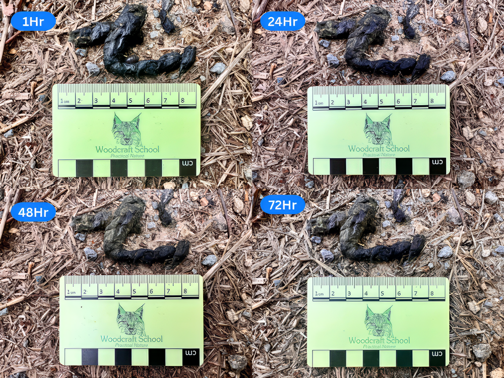 A late Summer scat recorded over several days.