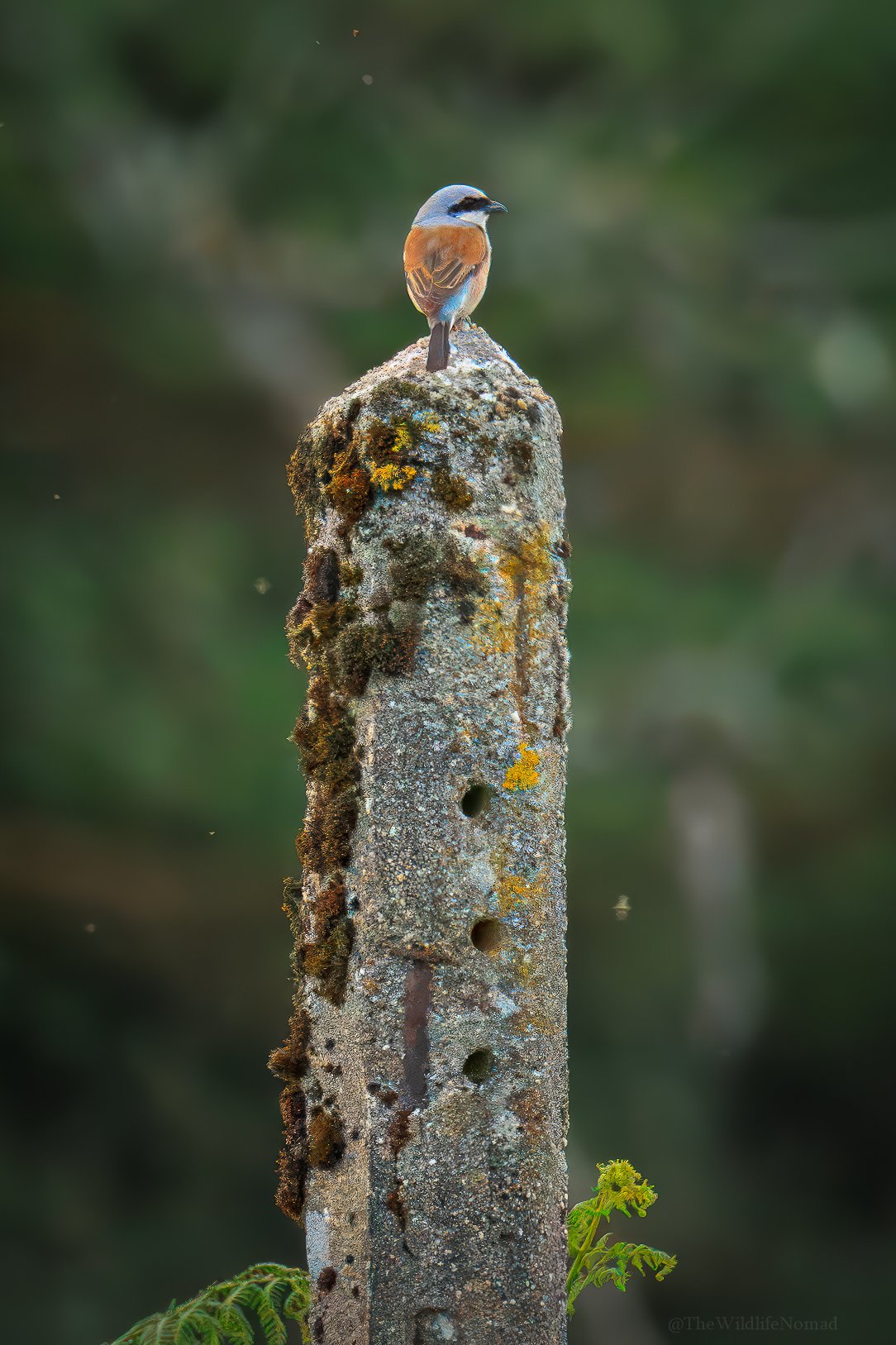 A Red Backed Shrike with brown, blue, and white feathers perched atop a moss-covered, weathered wooden post with holes, in a blurred natural background.