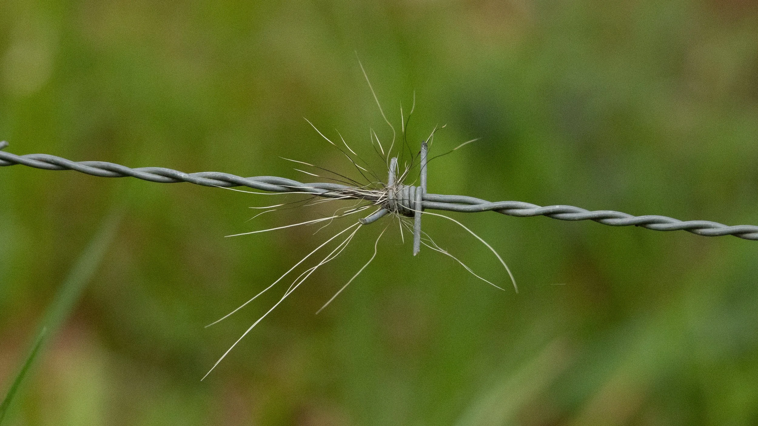 Close-up of a weathered barbed wire fence with a clump of badger hair attached, with fine hairs extending outward, against a blurred green natural background.