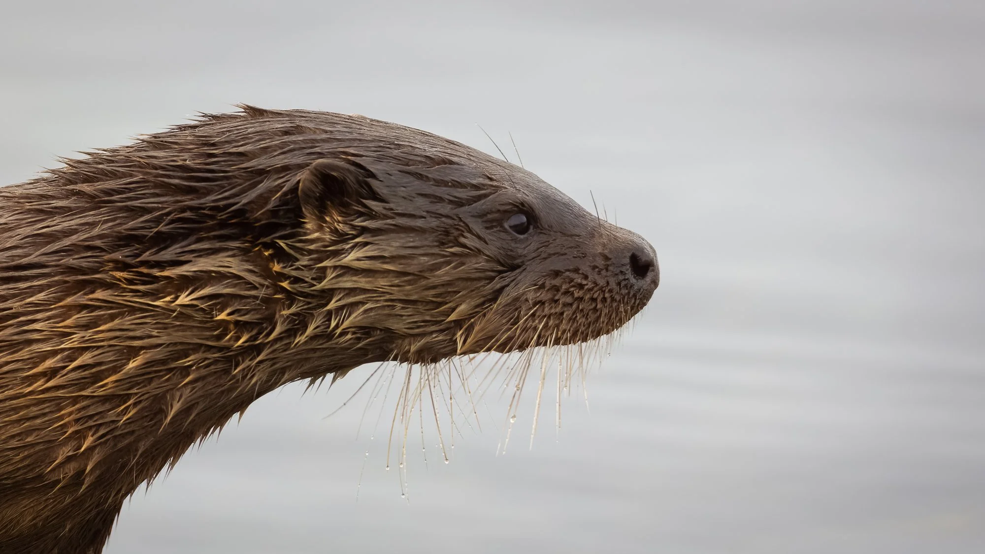 A Eurasian Otter head in side profile with water behind.
