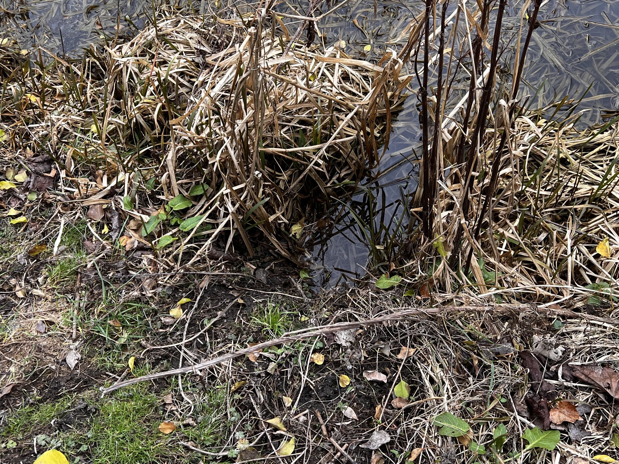Route through reeds into water.