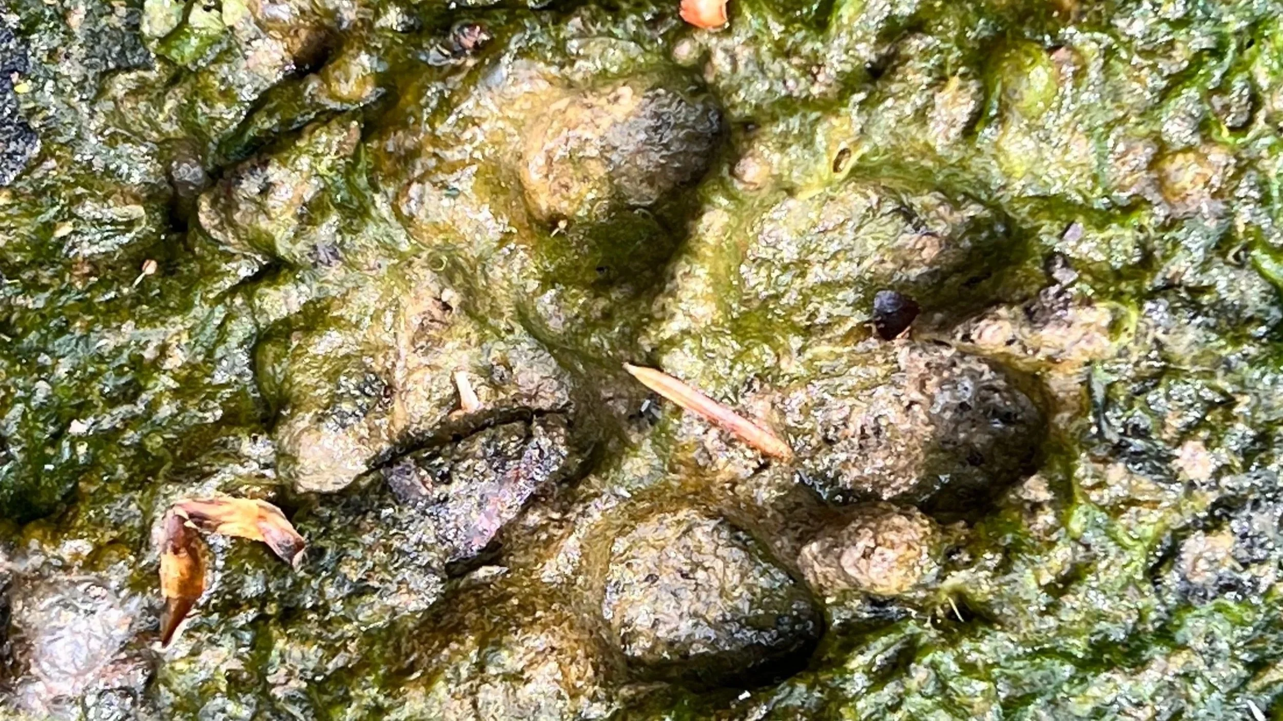 A fox paw print in soft mud