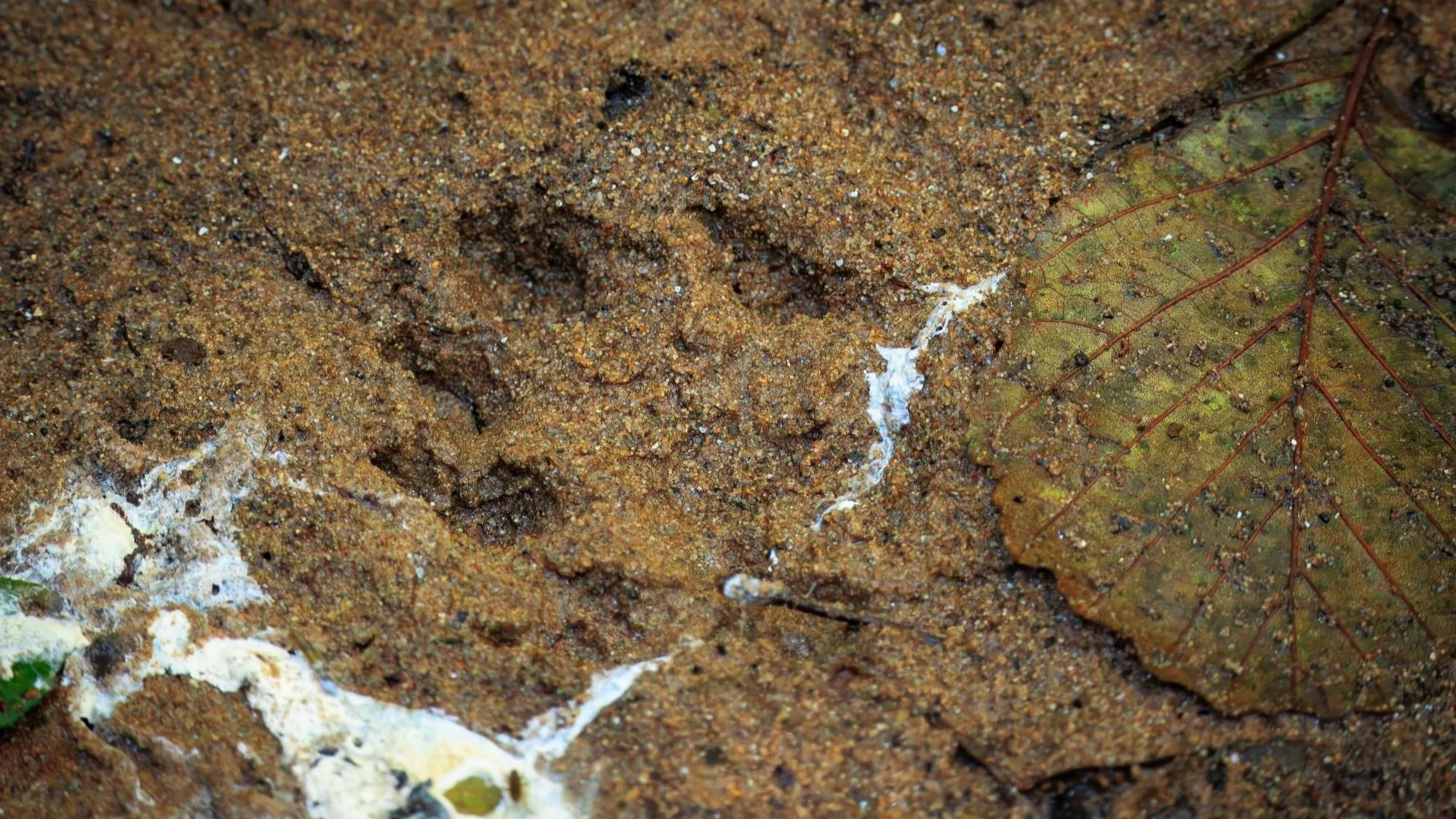 A Eurasian Otter print in soft mud