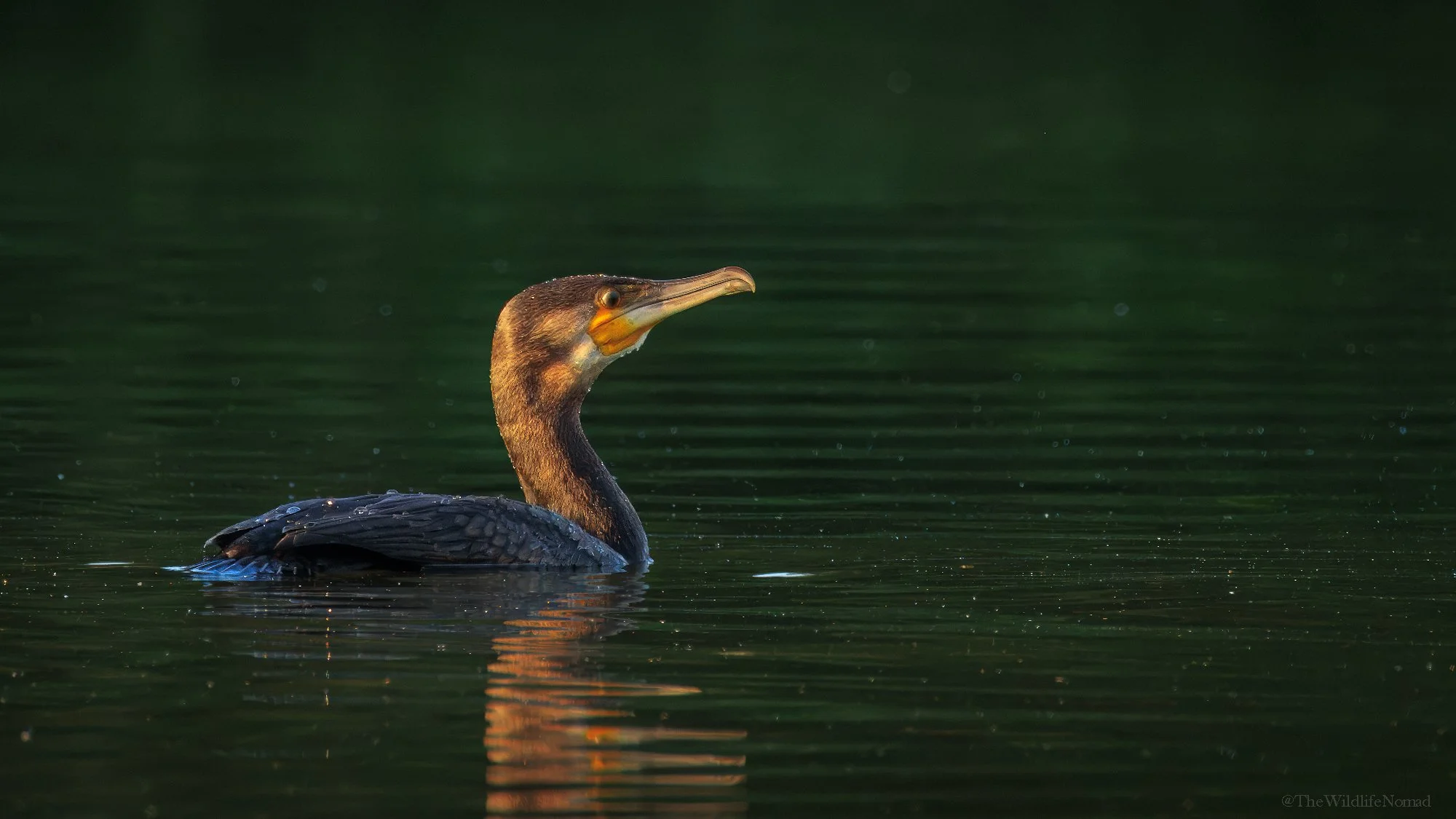 A cormorant swimming in calm water with a dark green background.