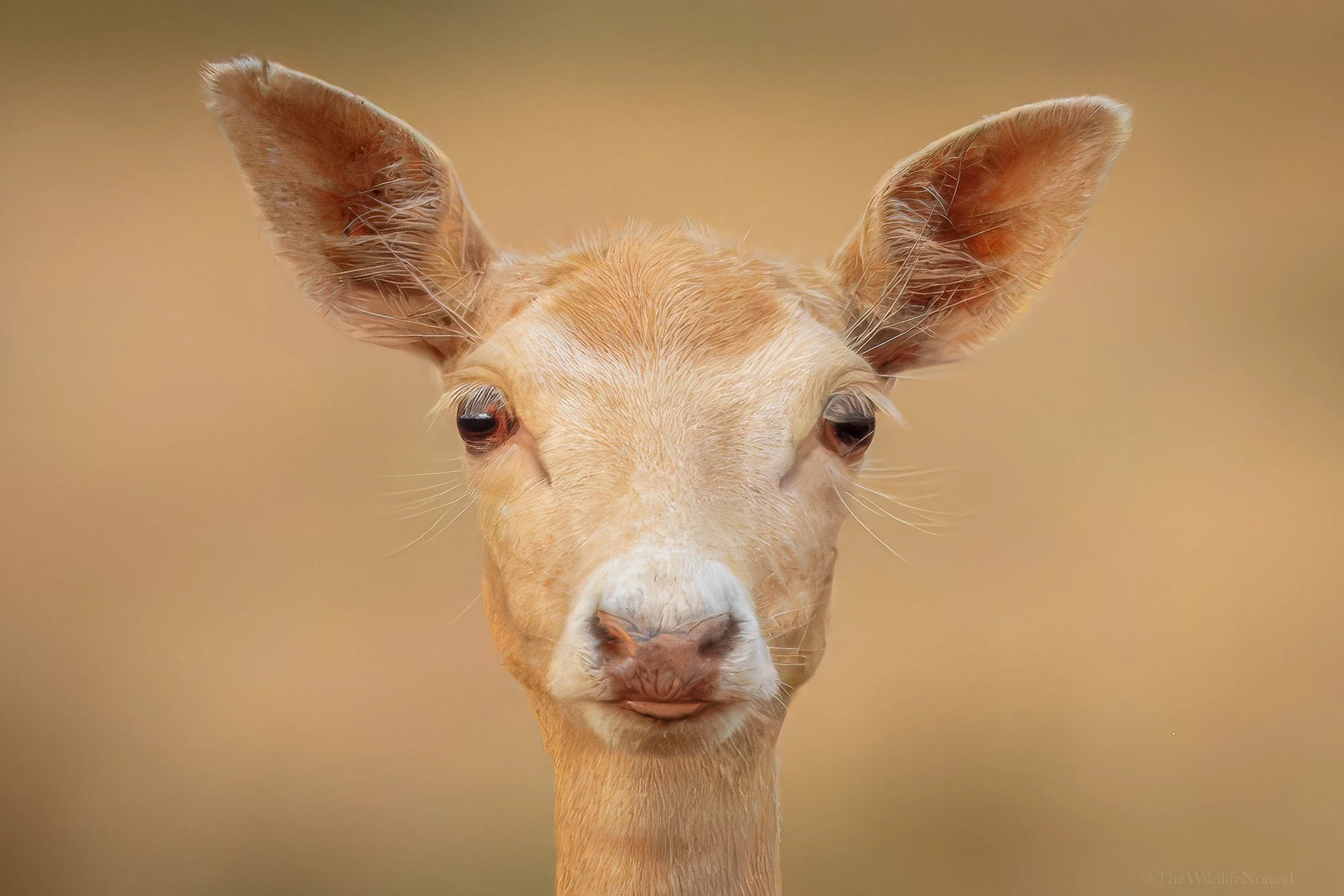Close-up of deer face with large ears and light brown fur, against a beige background.