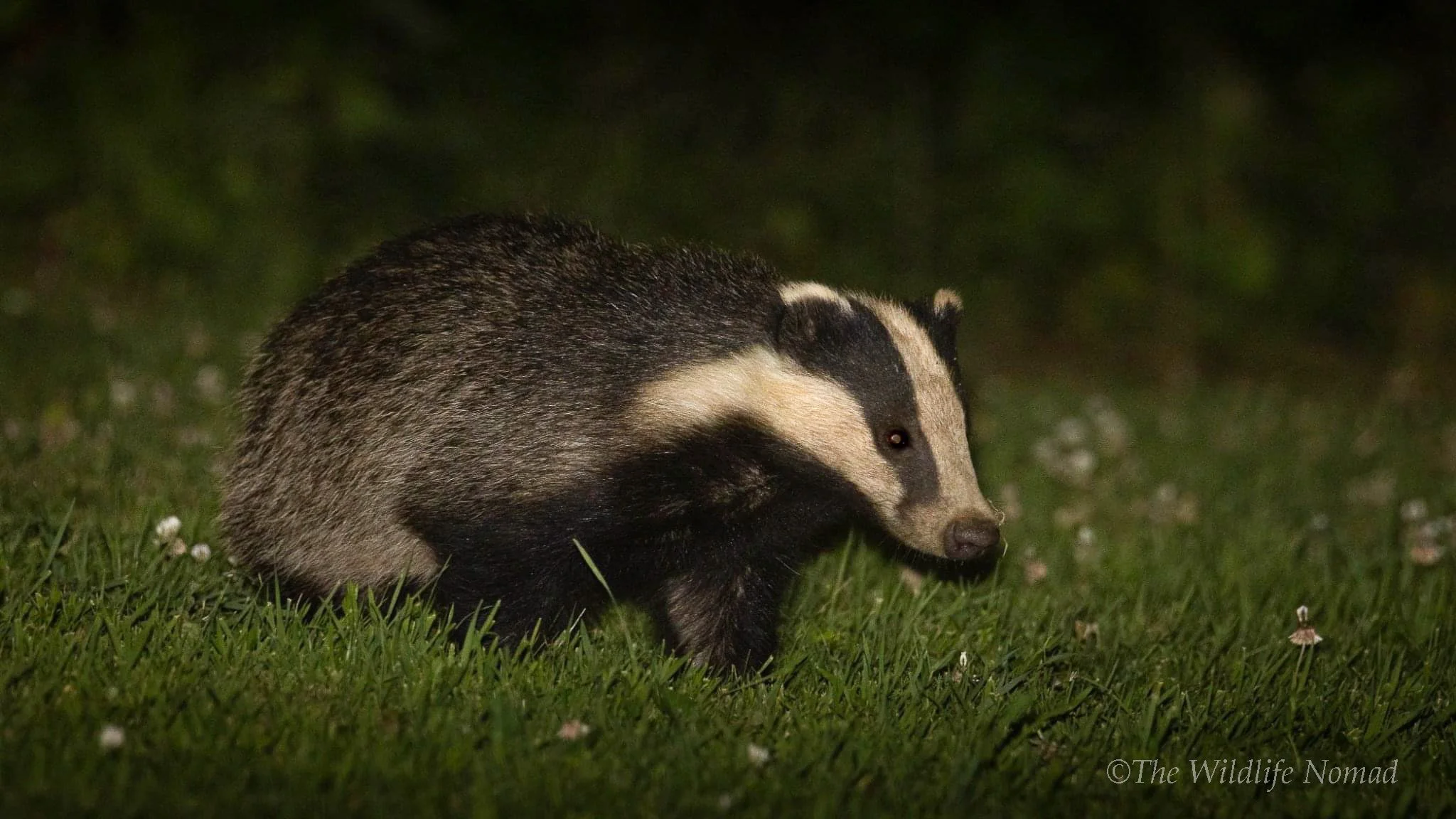 A Eurasian Badger at night foraging on a grass awn.