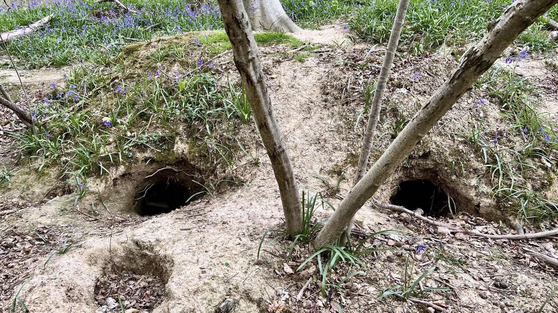 Two broad burrow entrances linked by bare ground on a bluebell-covered woodland bank.