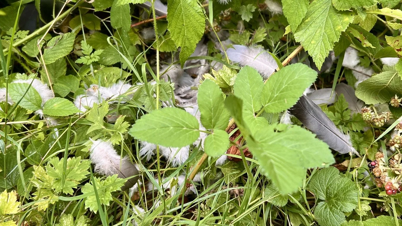 Grey and white bird feathers caught among bramble leaves, grass and low vegetation