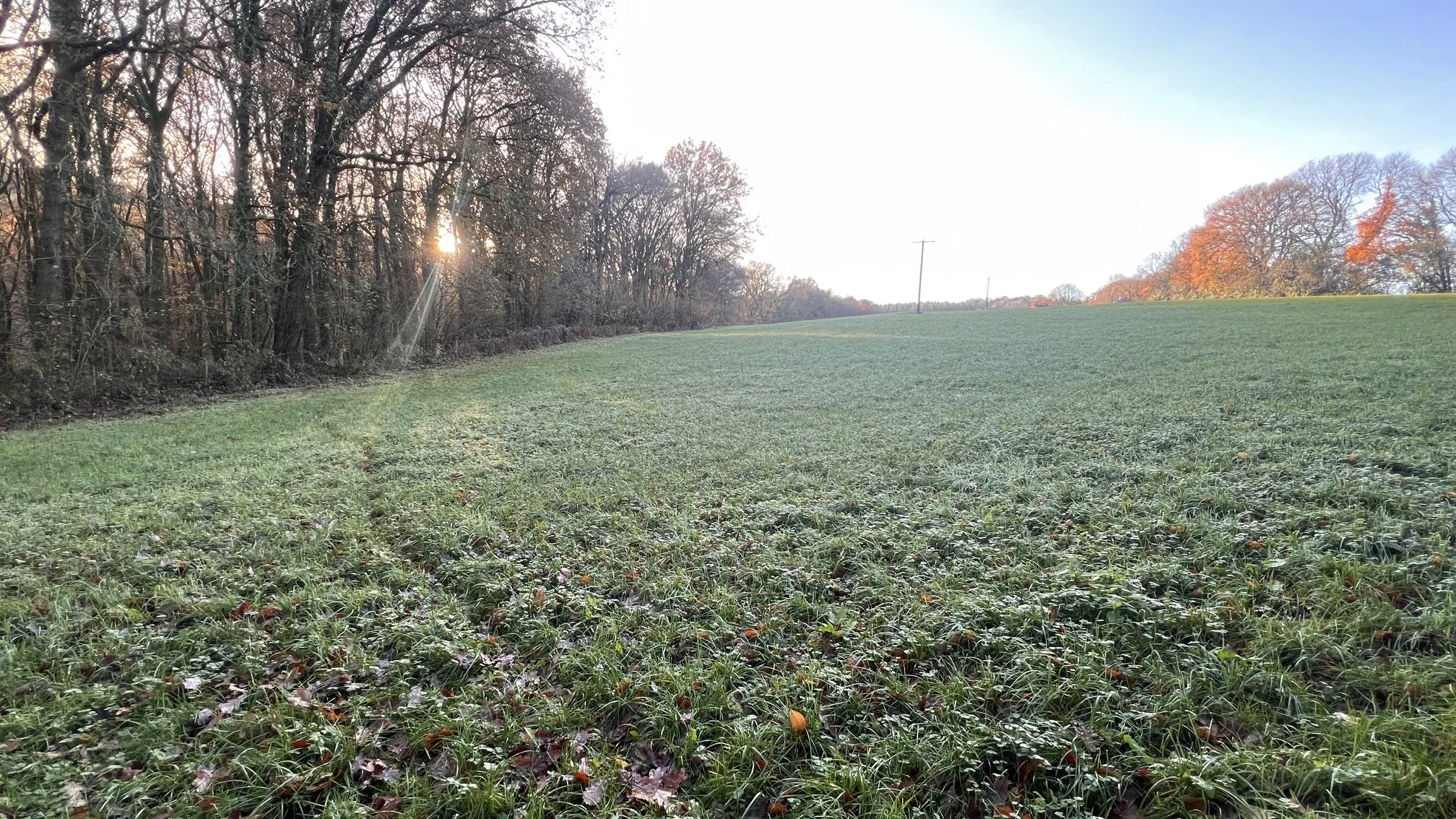 A frosty morning shows a badger trail crossing a field heading towards the edge of a wood.