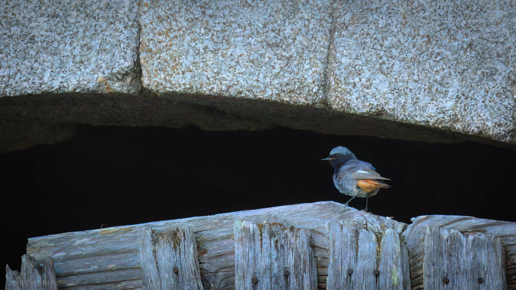 A Black Redstart  perched on a weathered barn door beneath a stone arch, with a dark shadowy background.