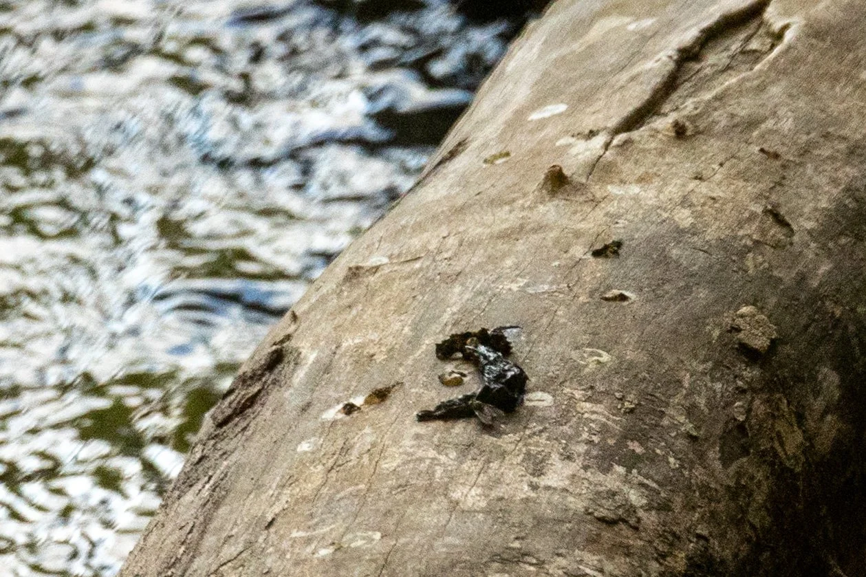 Close-up of a tree trunk in a river, with an otter spraint on the bark.