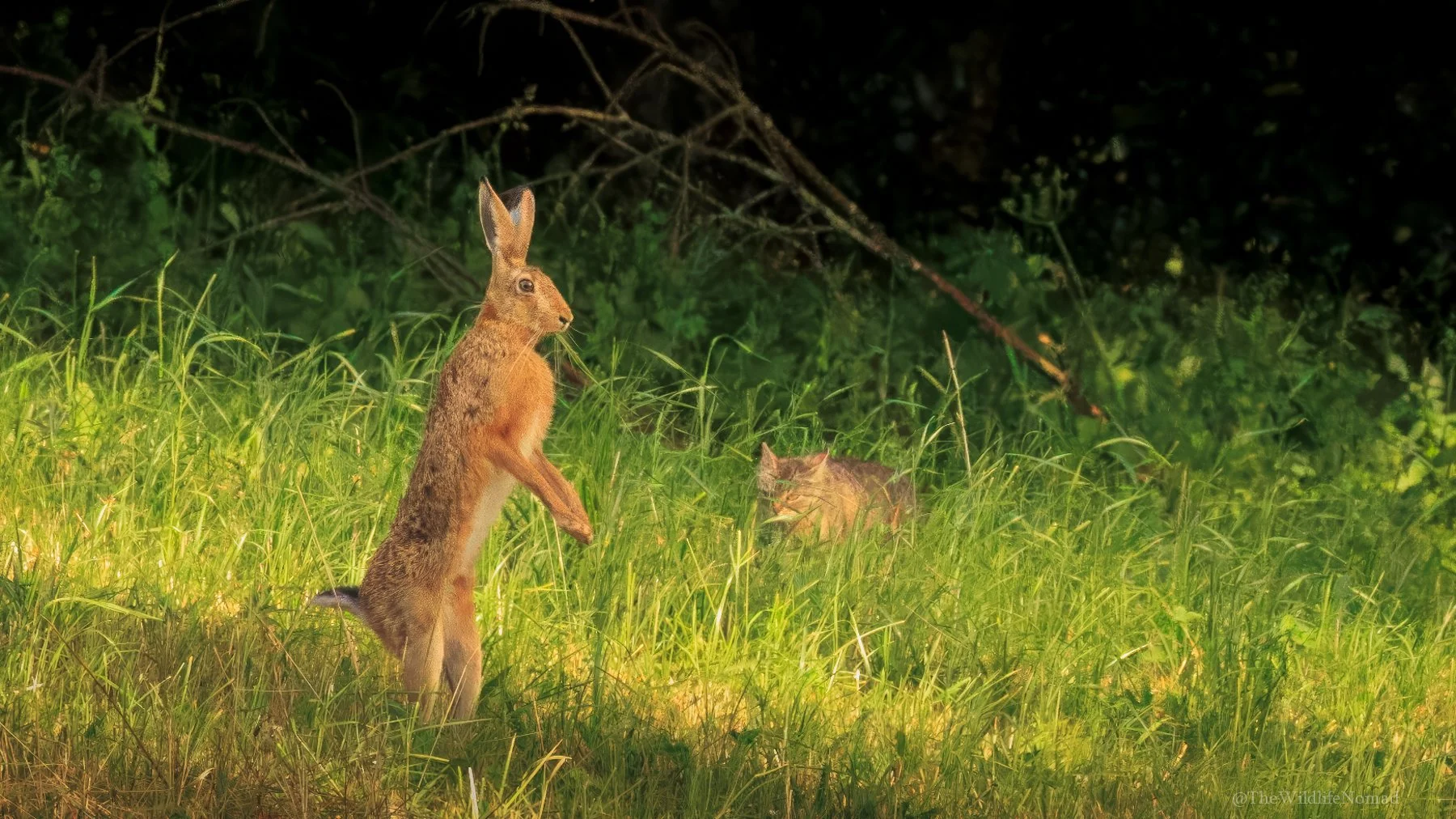 A Brown Hare standing on hind legs in grassy area with a European Wildcat stalking it.