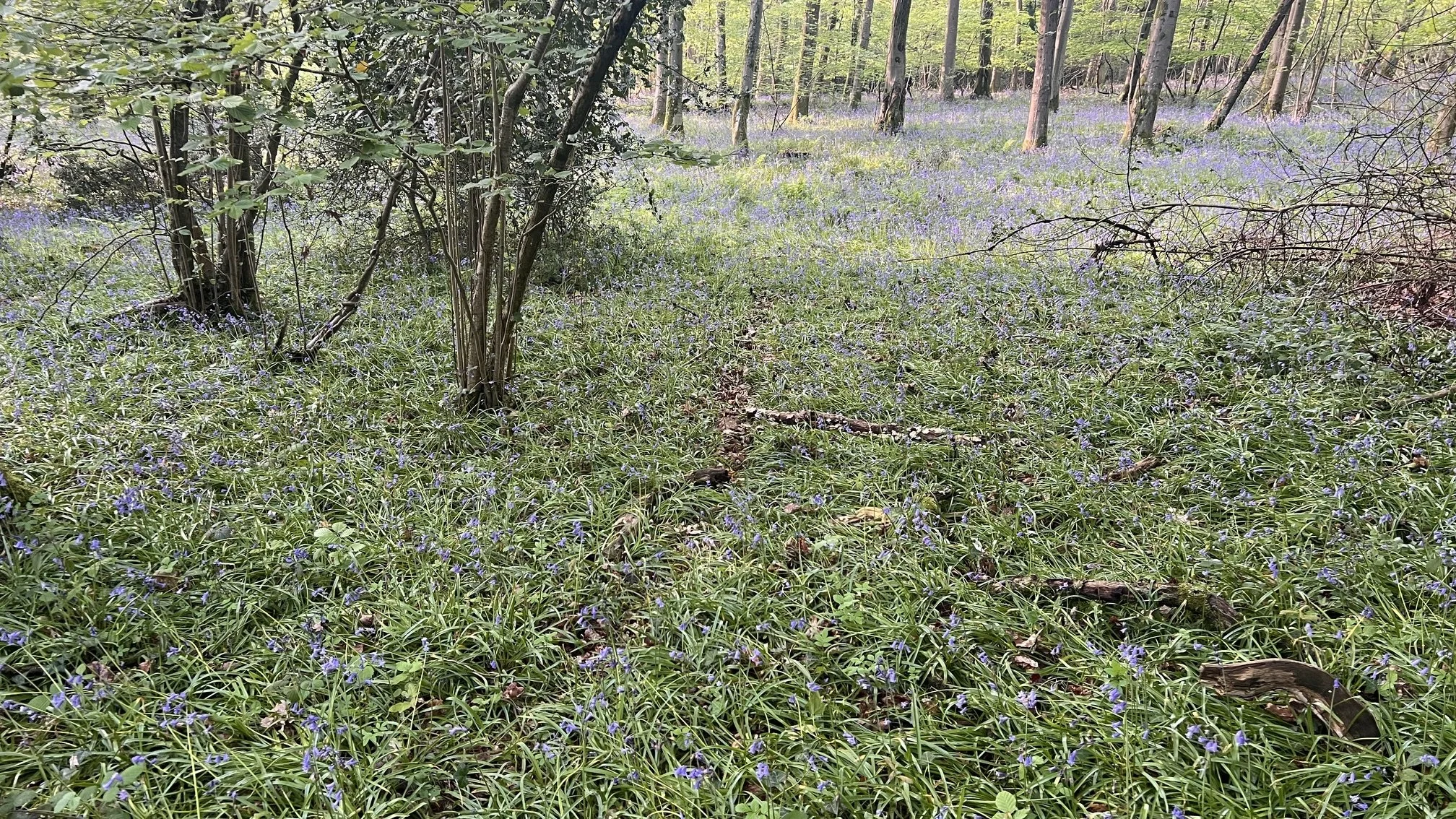 A trail through bluebells in a spring woodland.