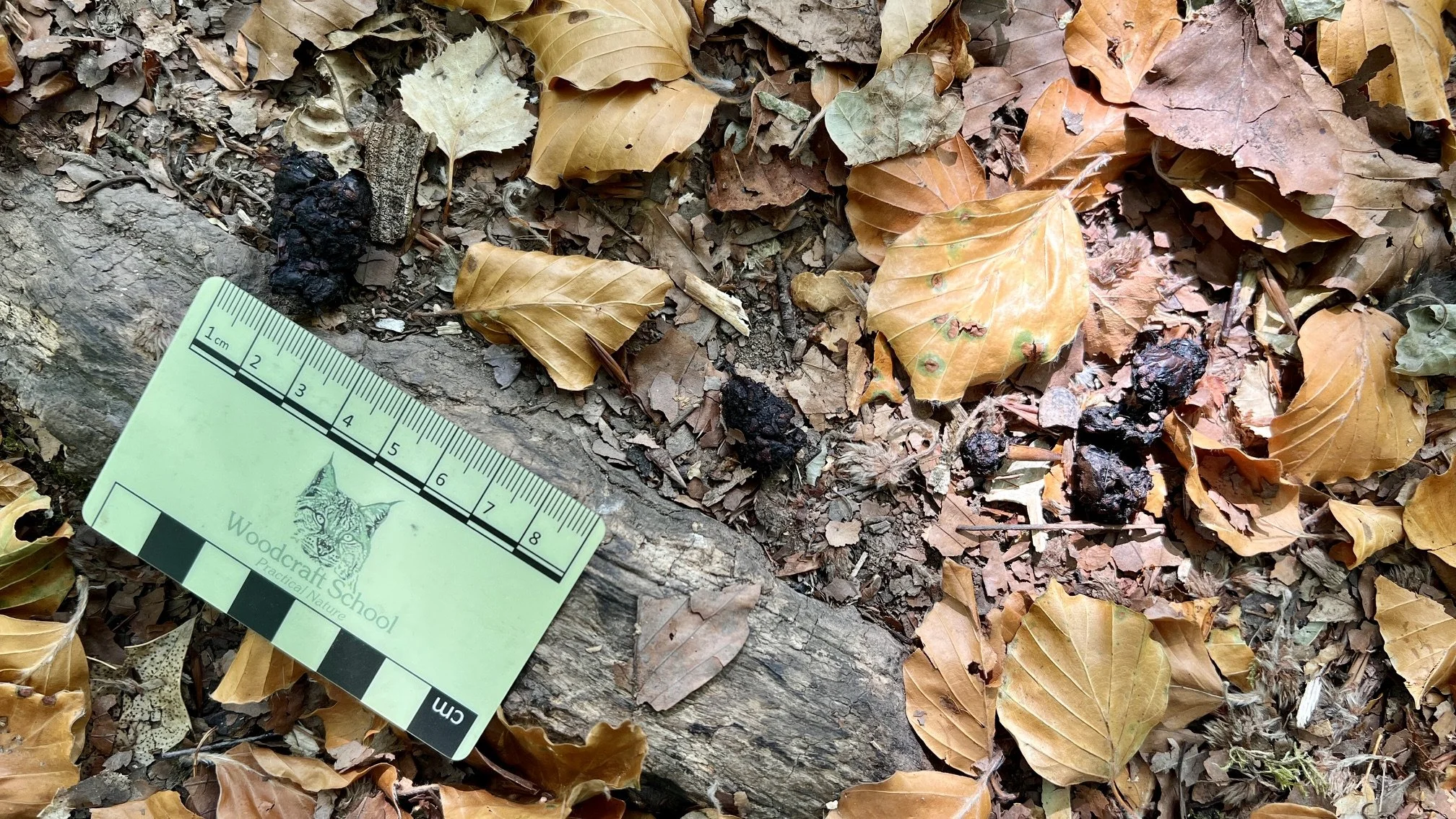 Dark mammal scat and scattered bird feathers on woodland leaf litter beside a scale card.