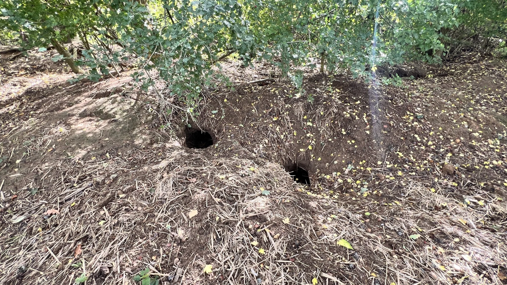 Two small burrow entrances on the same bare-soil woodland bank.