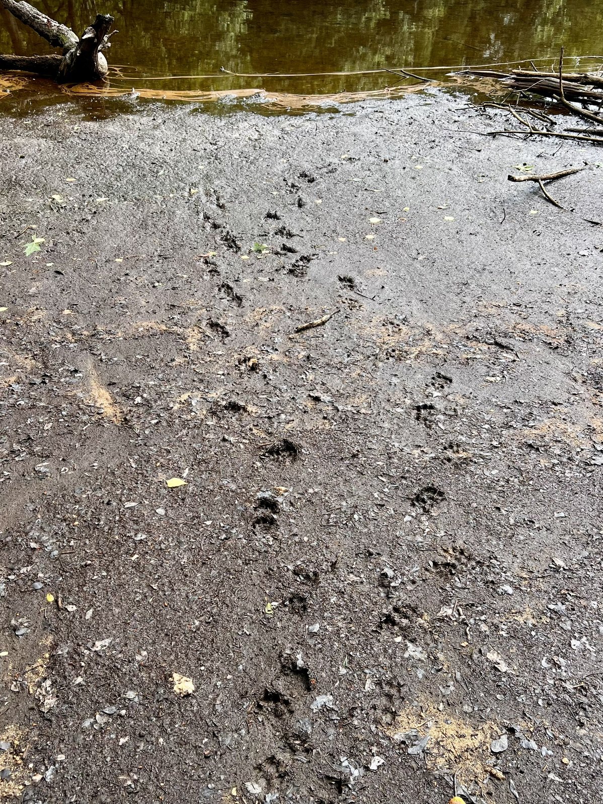 Otter prints left in soft mud at the edge of a reservoir entering the water