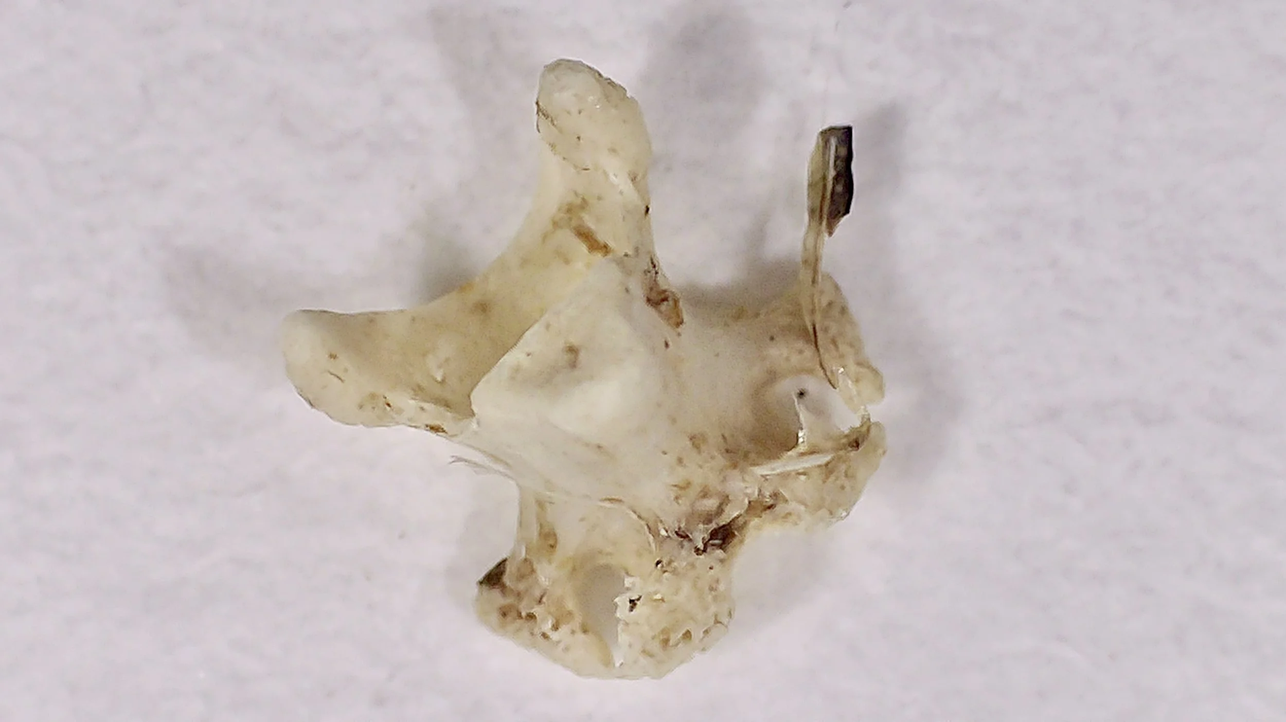Small bird bones shown under a microscope