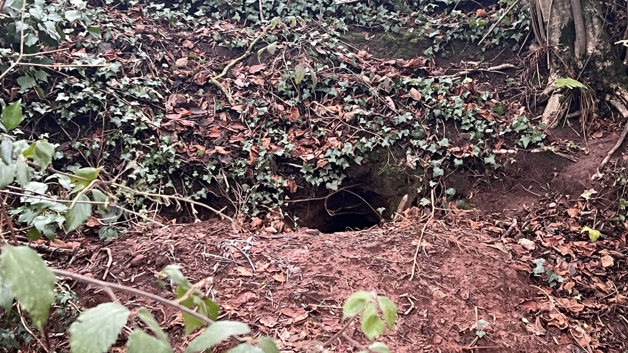 A broad mammal burrow entrance beneath tree roots on a wodland bank.