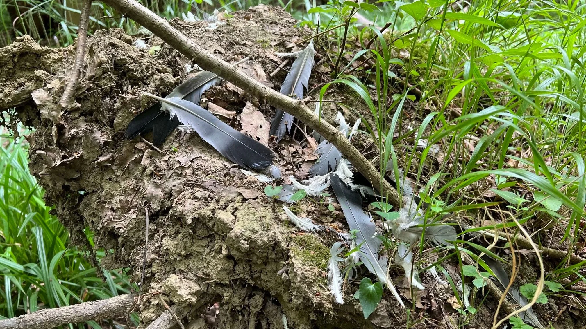 Pigeon feathers on a tree stump which is suspected as being a plucking post used by a bird of prey.