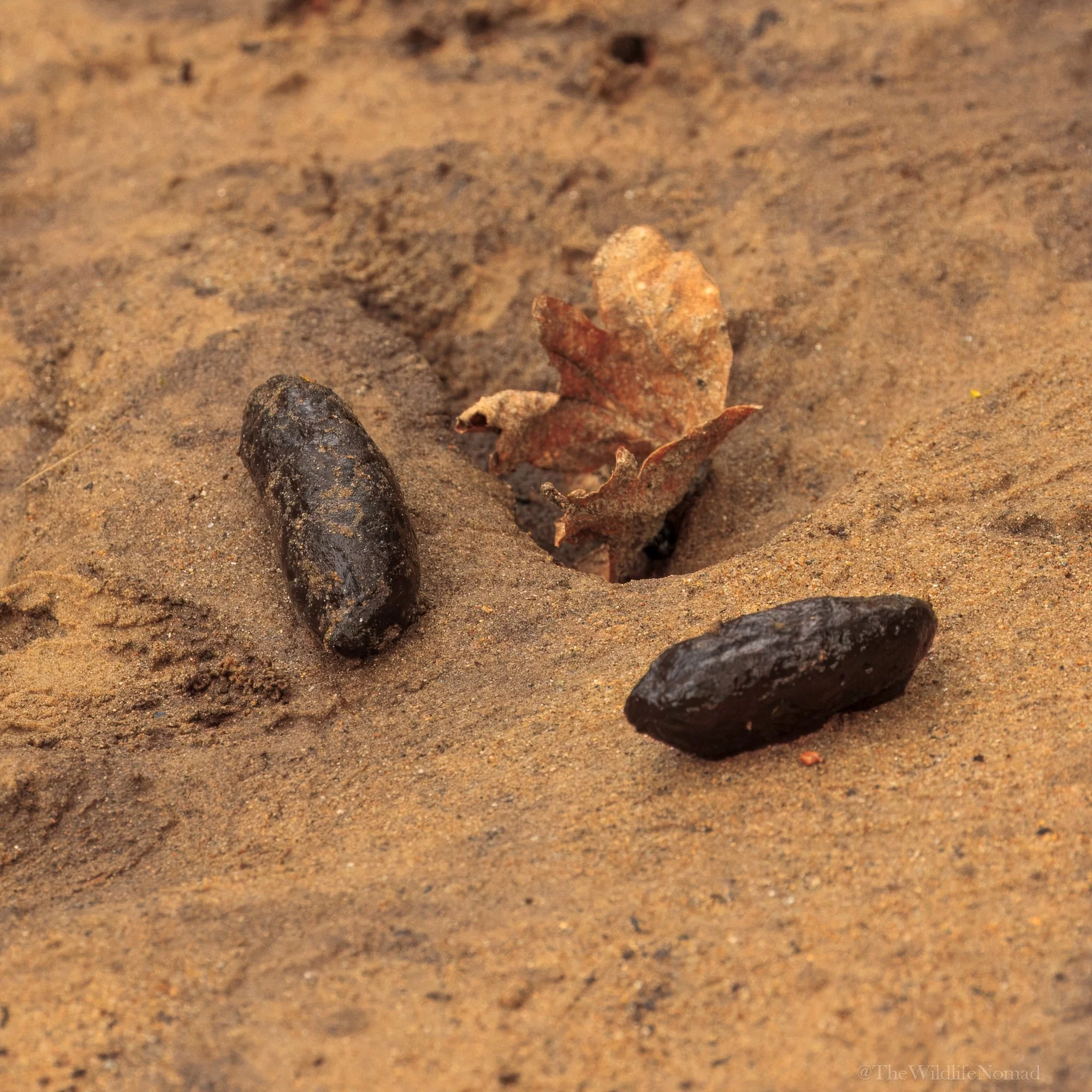 Close-up of sandy ground with three coypu scats.