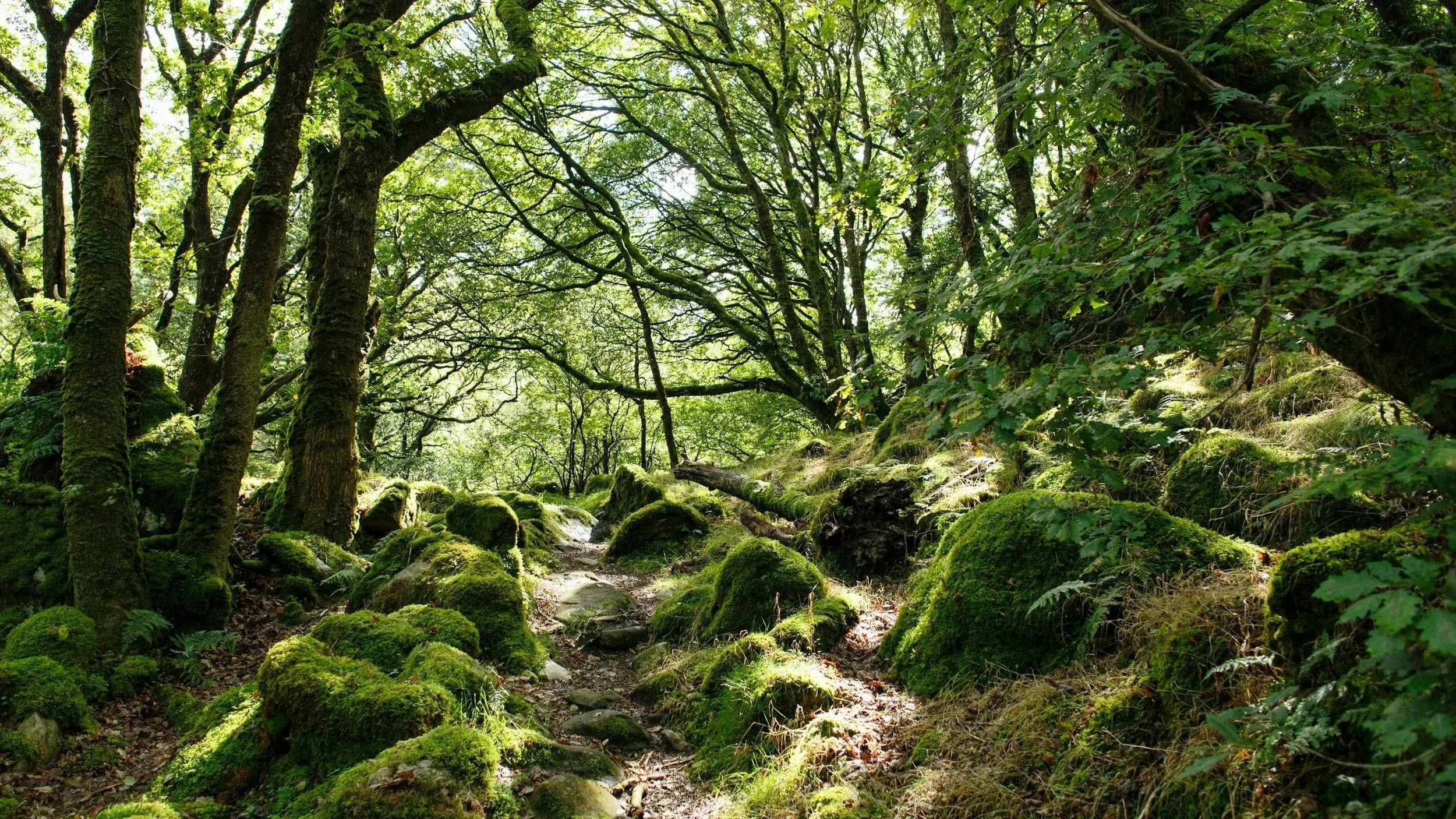 A shaded green lane with a track running up through some mossy rocks