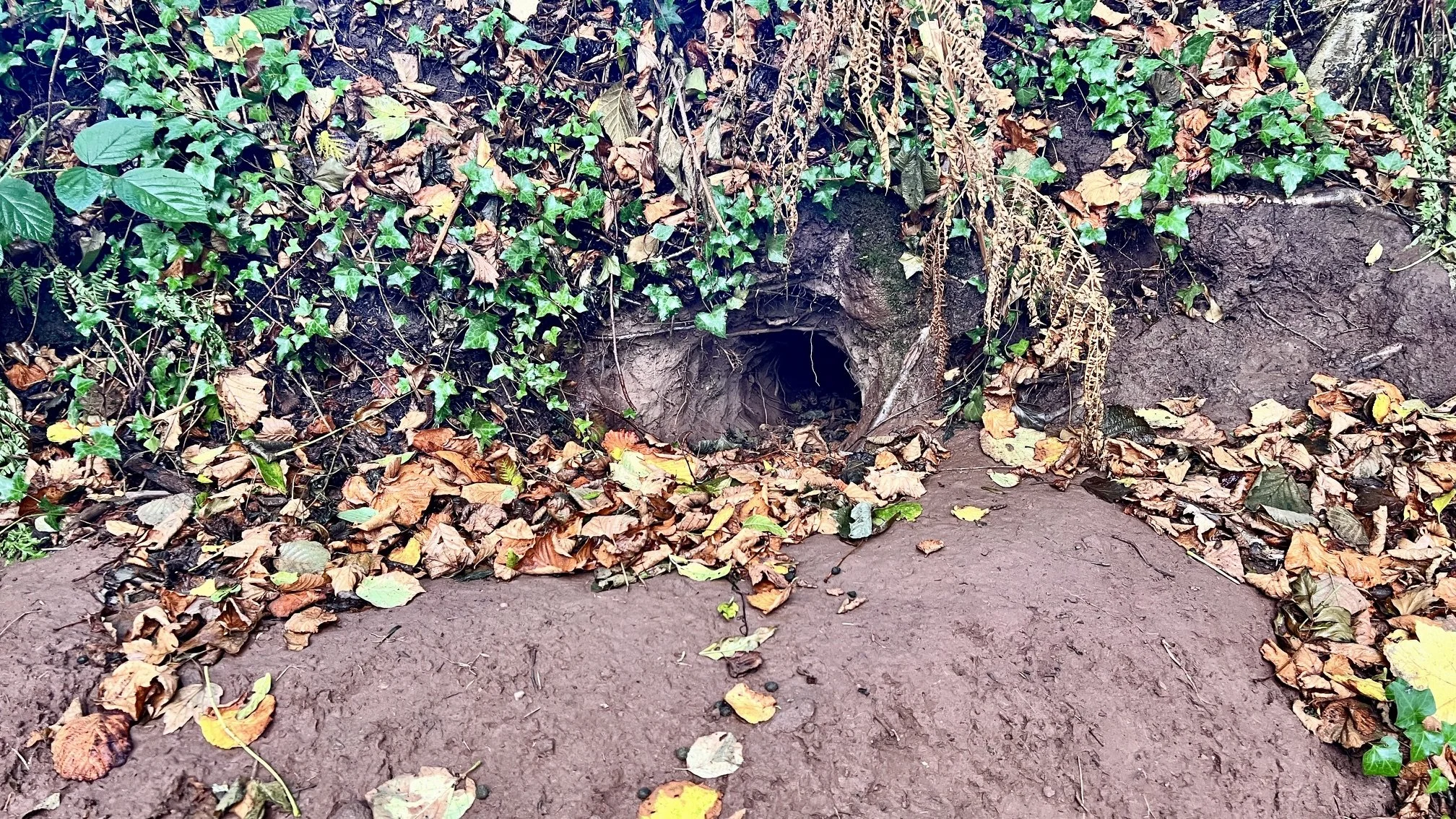 Mammal burrow entrances with bare spoil and a worn approach through leaf litter.