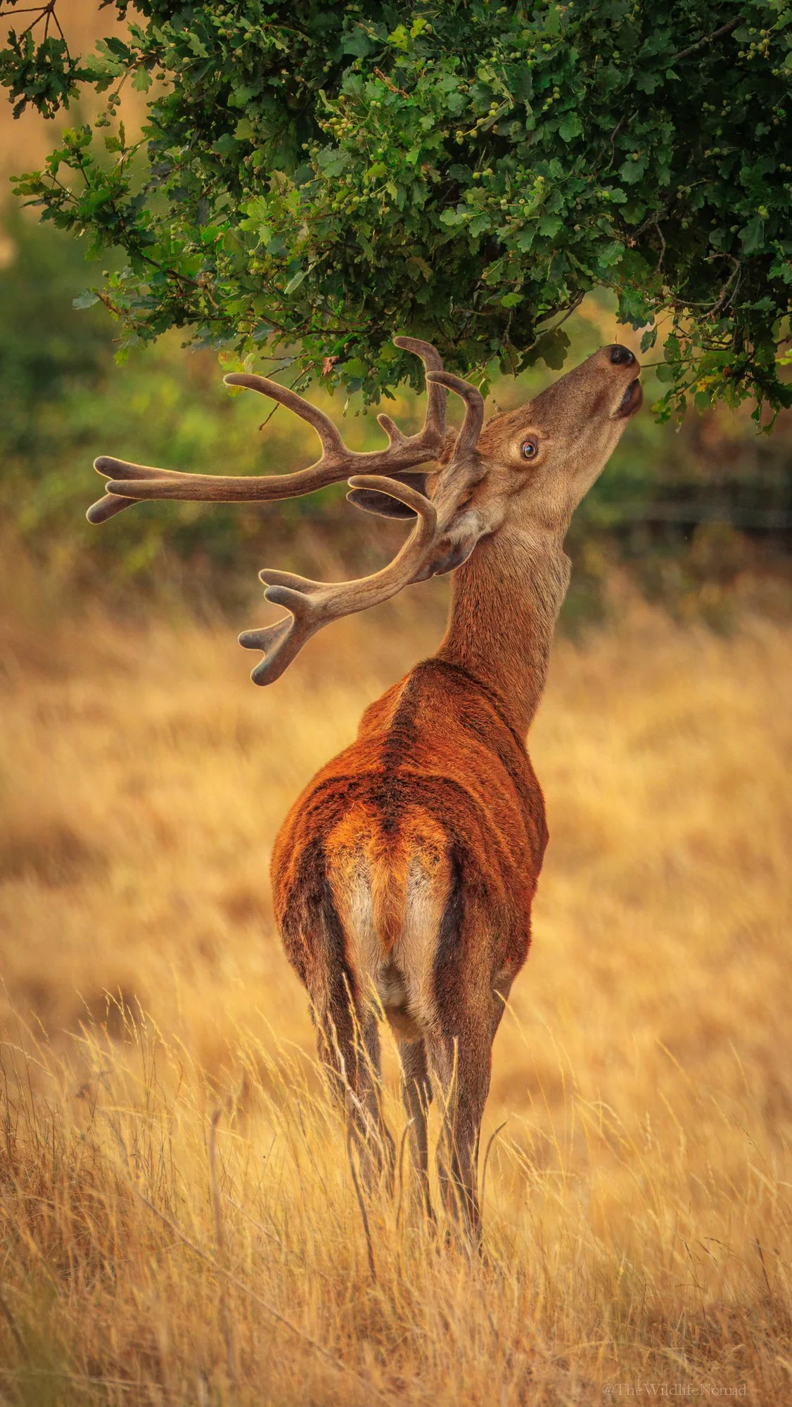 A deer standing in a grassy field with its head stretched upwards, reaching for the leaves at the top of a tree.