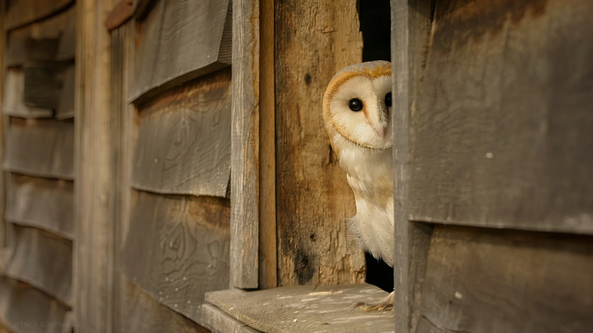 Barn Owl00001_JFR-topaz-sharpen-upscale-1406h-crop-2-2.jpg