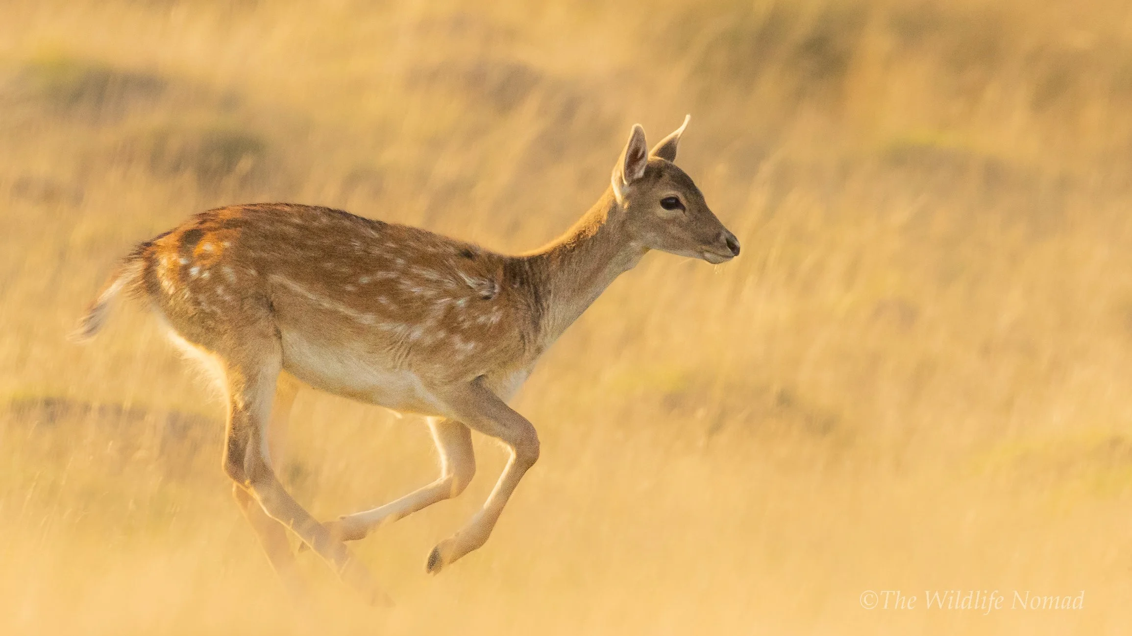 Deer running through golden grass on a dawn morning.