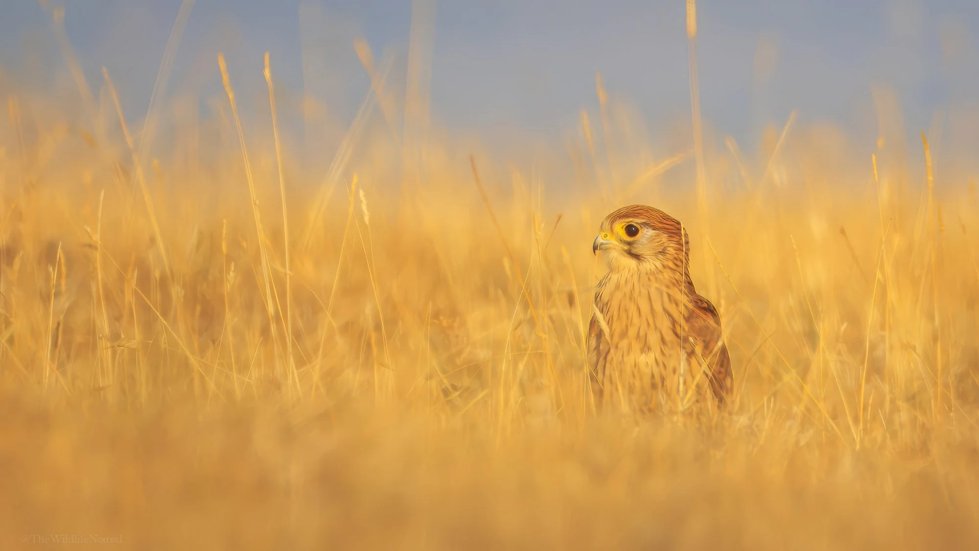 A kestrel sat in a field of tall, yellowish grass with a blue sky in the background.