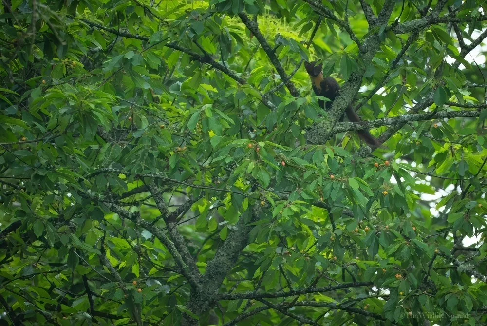 A pine marten high in the branches of a cherry tree feeding on fruit