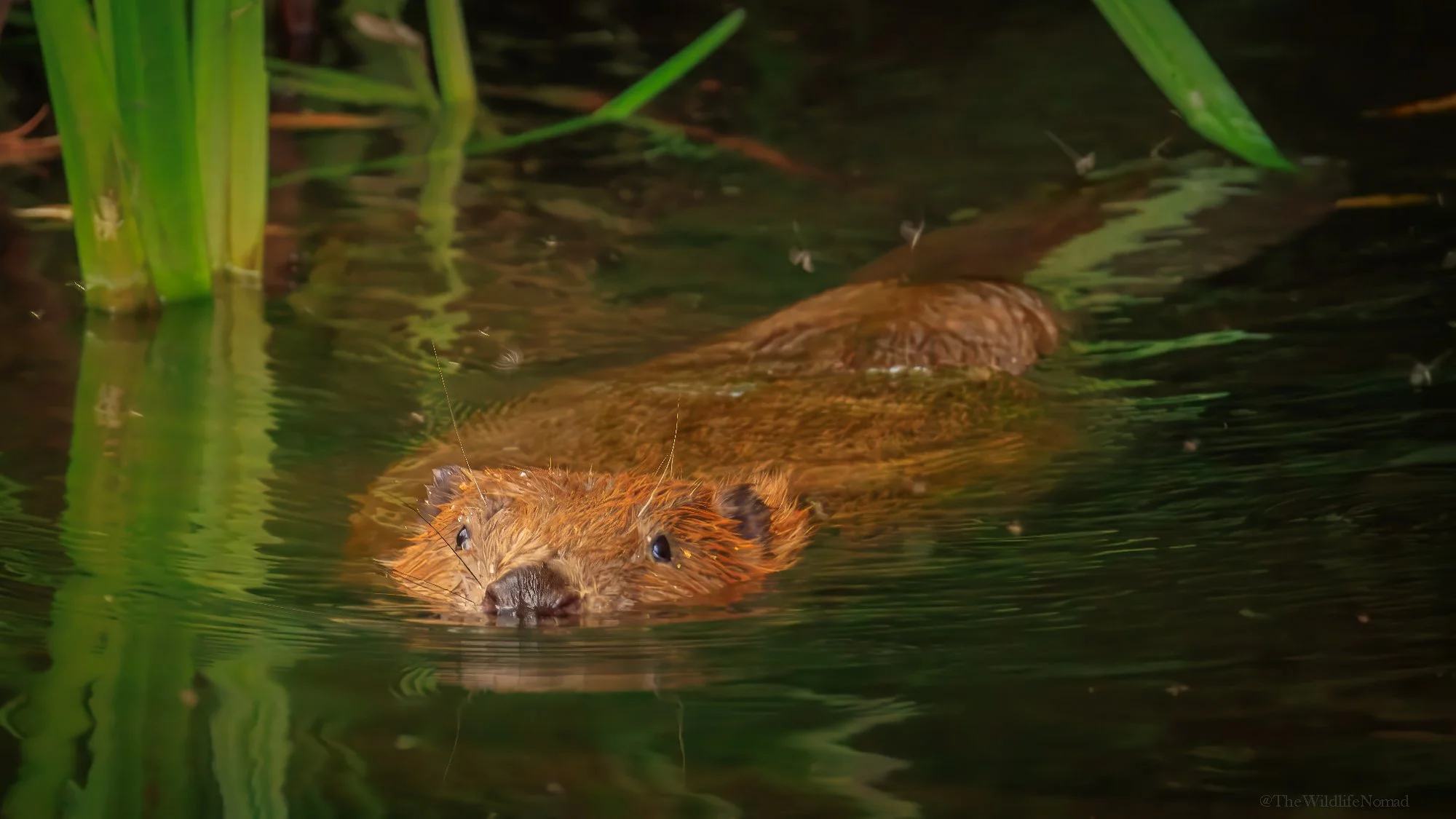 A beaver swimming in a pond with green plants nearby