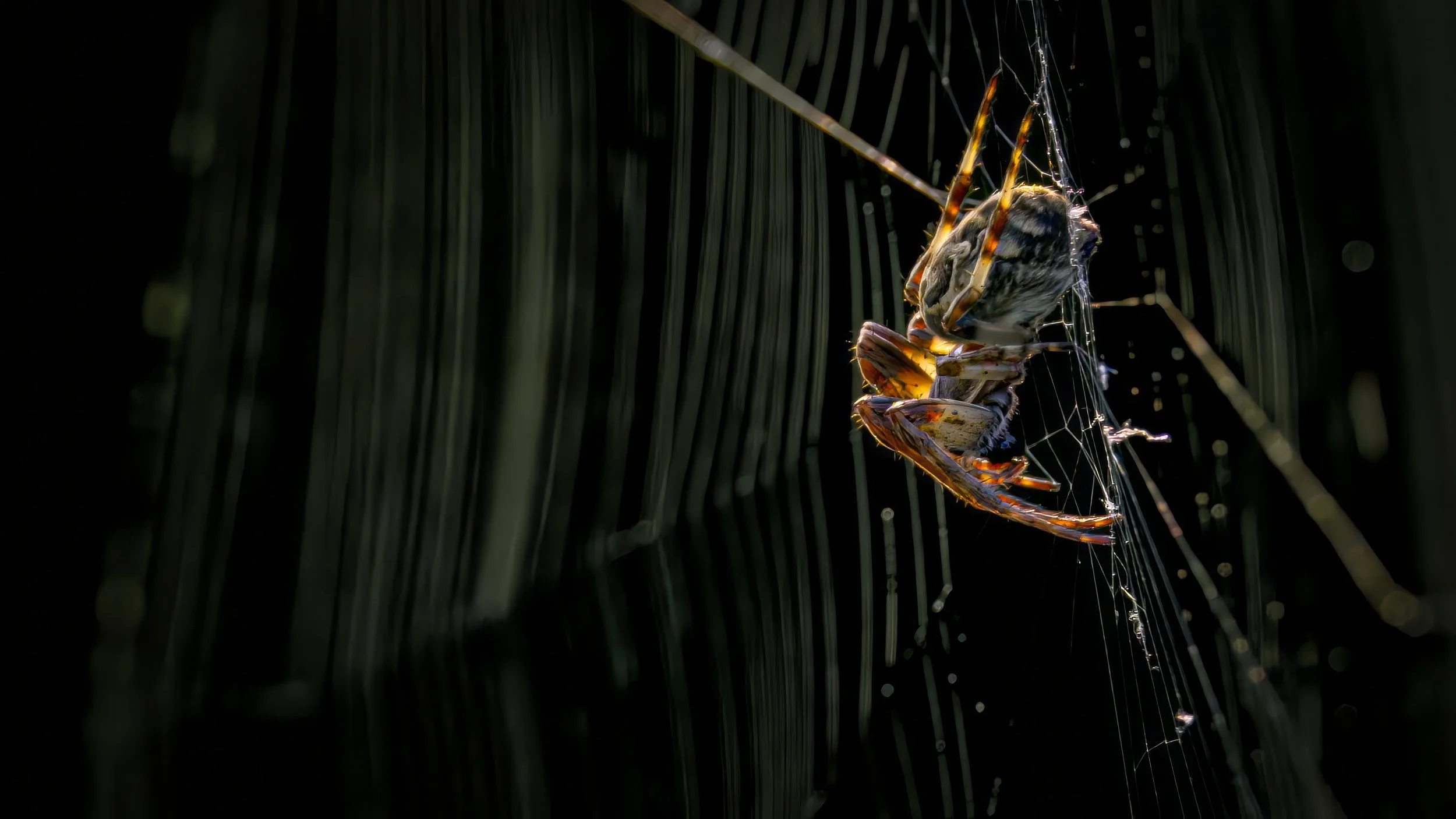 Backlit spider web.