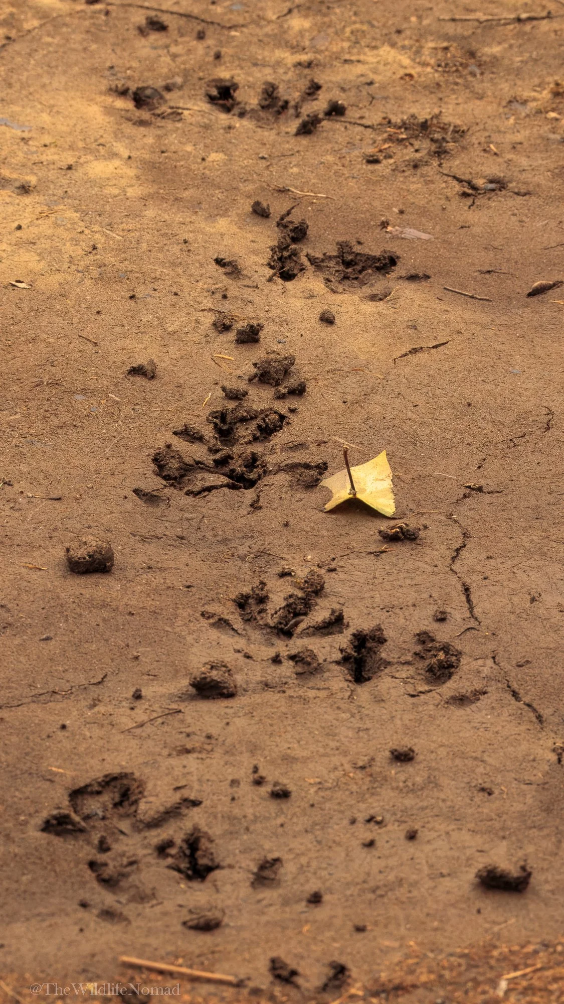 Animal footprints in the dirt trail, with a yellow leaf nearby.