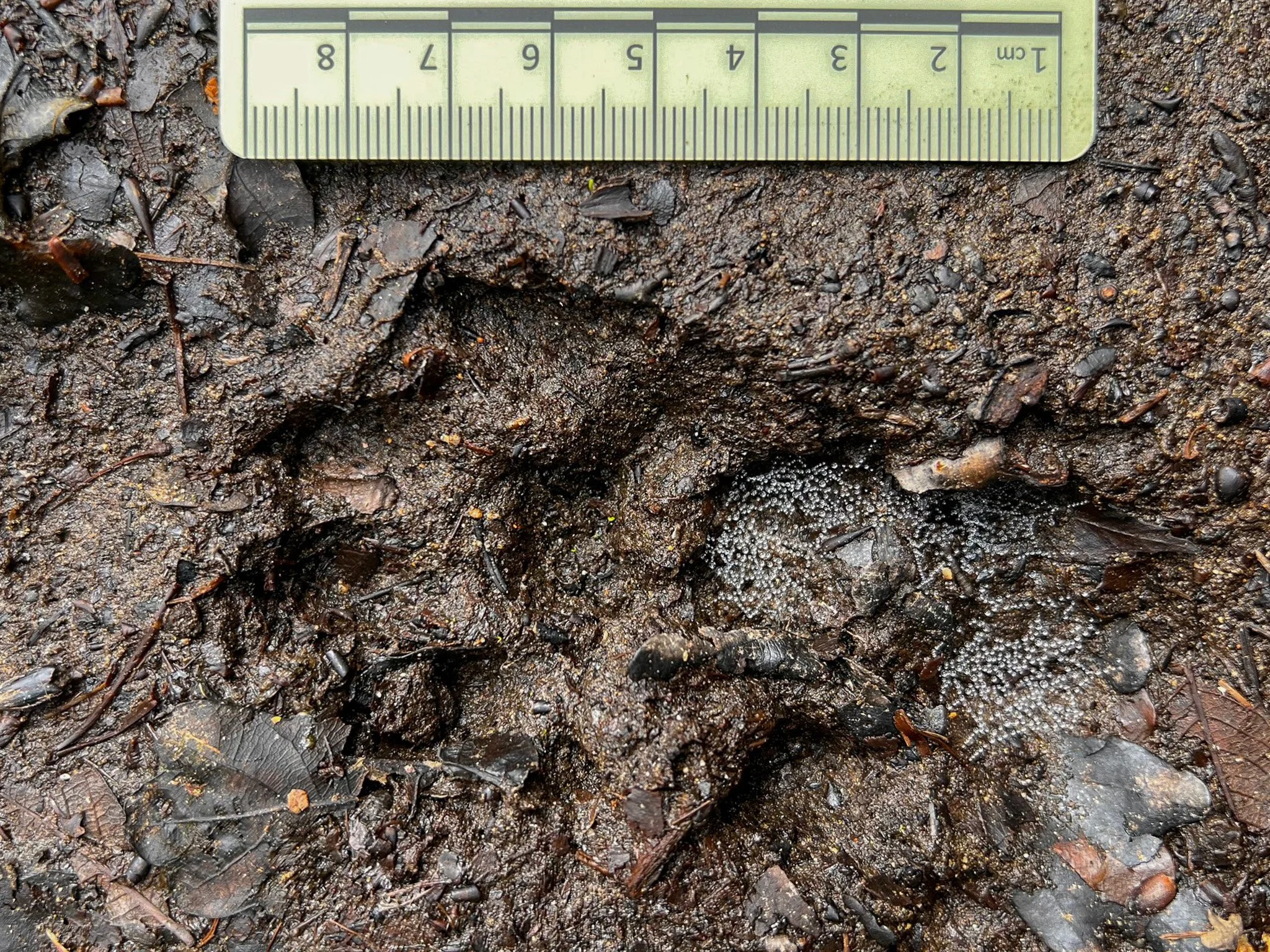 Otter footprints in muddy ground with small bubbles of dew or water droplets nearby, next to a yellow ruler showing inches and centimeters.