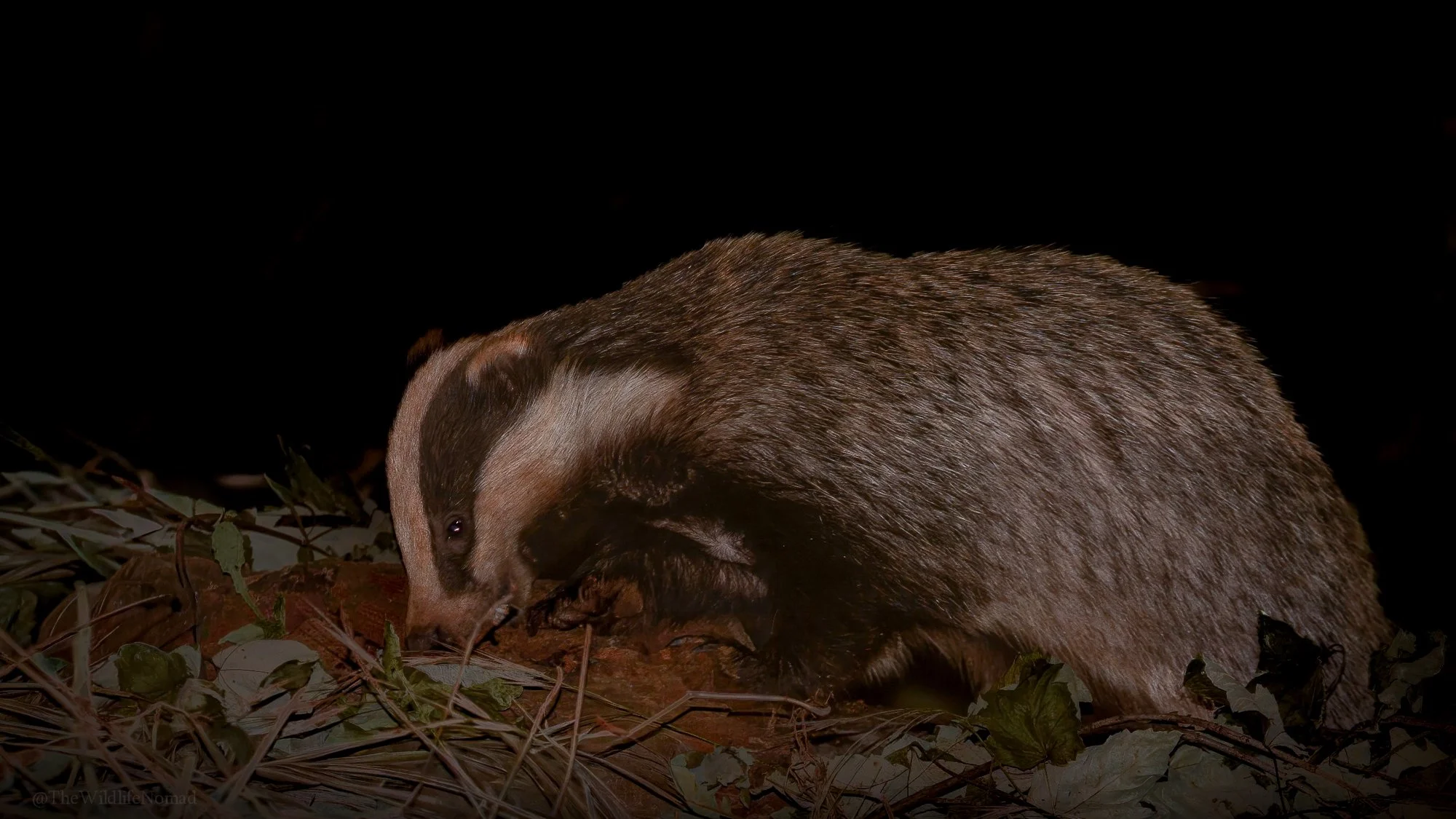 A eurasian badger foraging on dry ground and leaves.