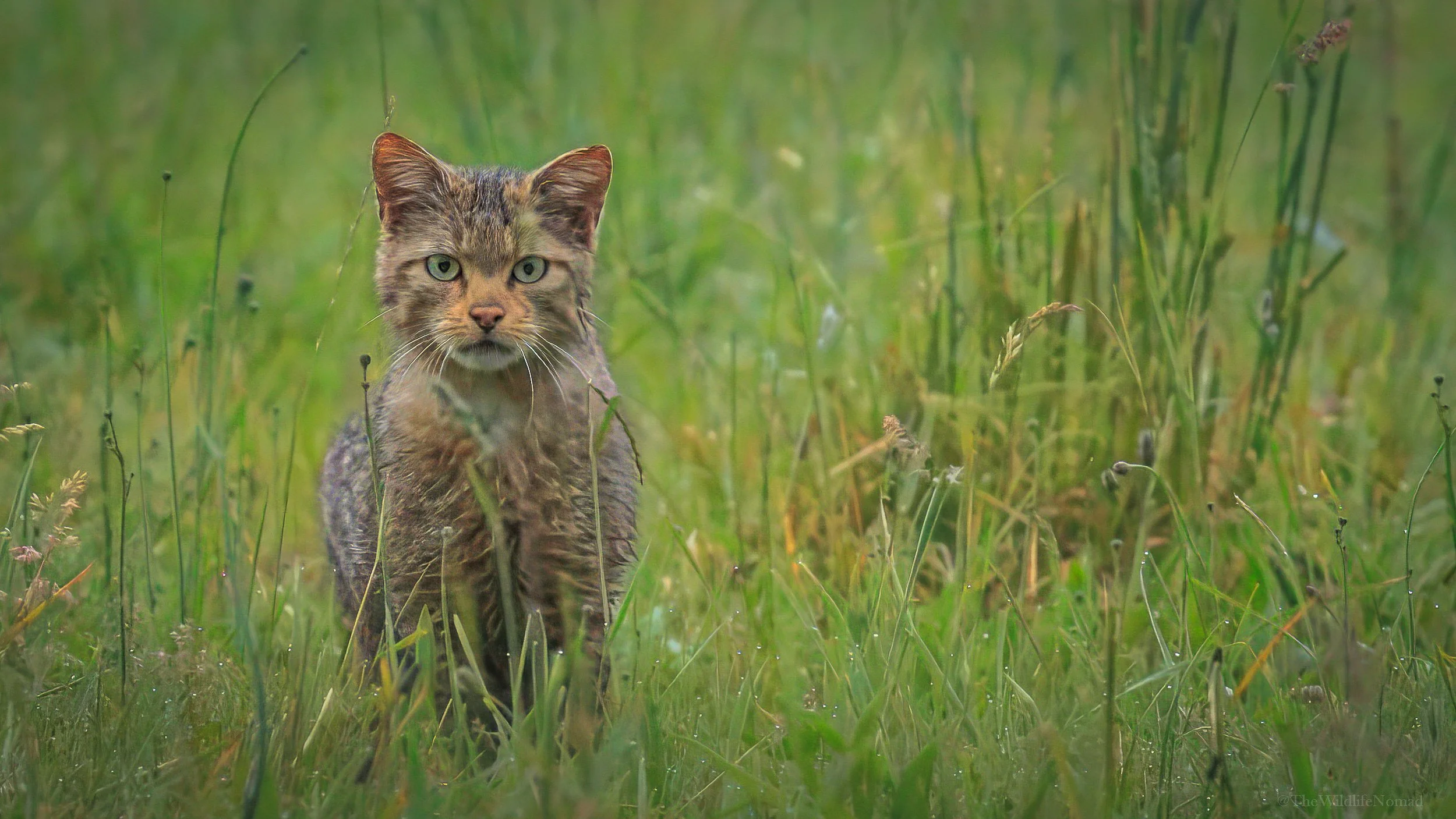 A European Wildcat in wet, long grass staring at the camera.