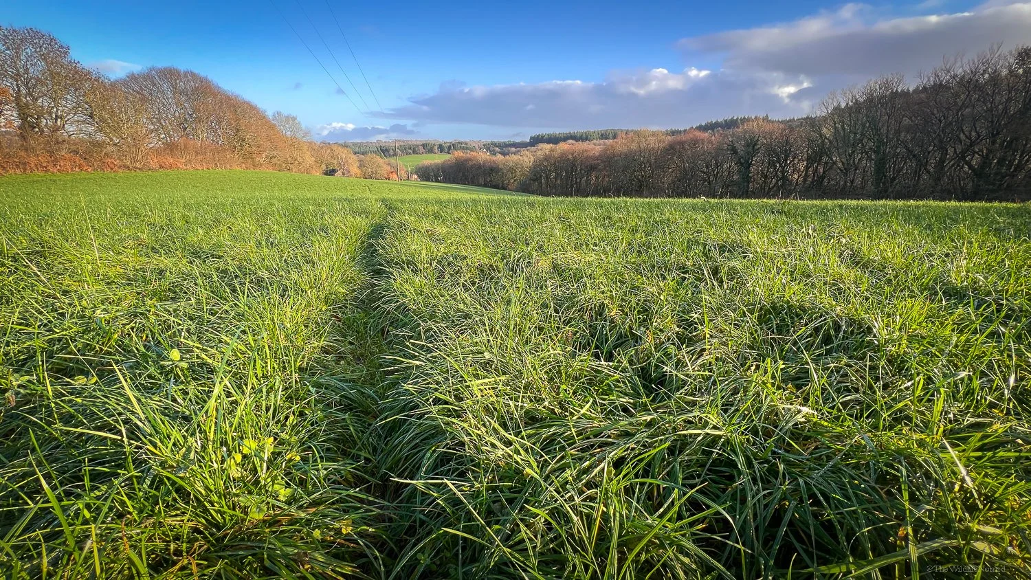 A well worn badger trail through pasture gives a photographer a strong indicator of a frequently used route that they could position themselves alongside with their camera to get an image of a badger foraging.