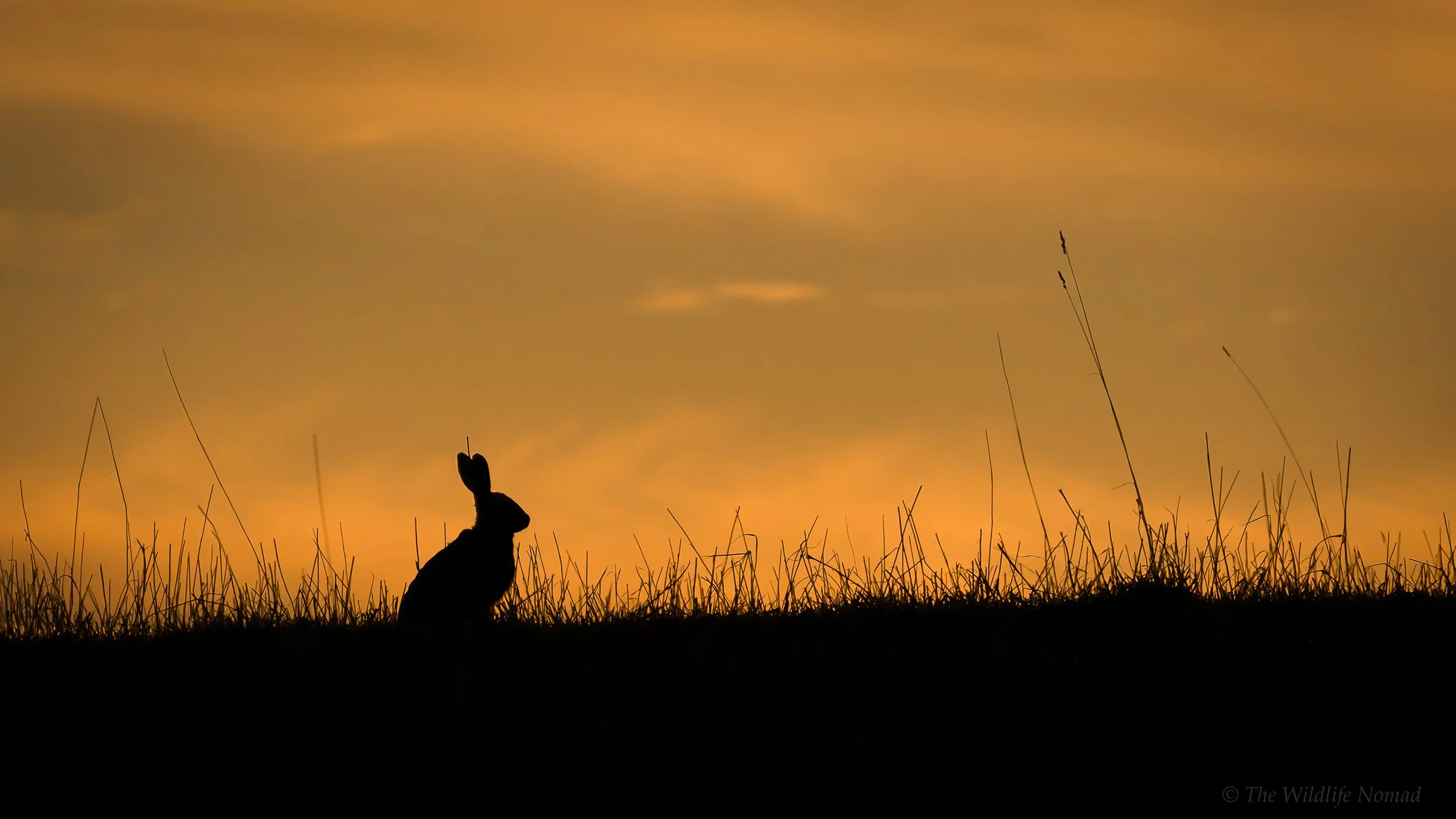 A silhouette of a brown hare took several visits to the same place but familiarity with the location and an understanding of behaviour meant I was able to capture this image as the sun went down.