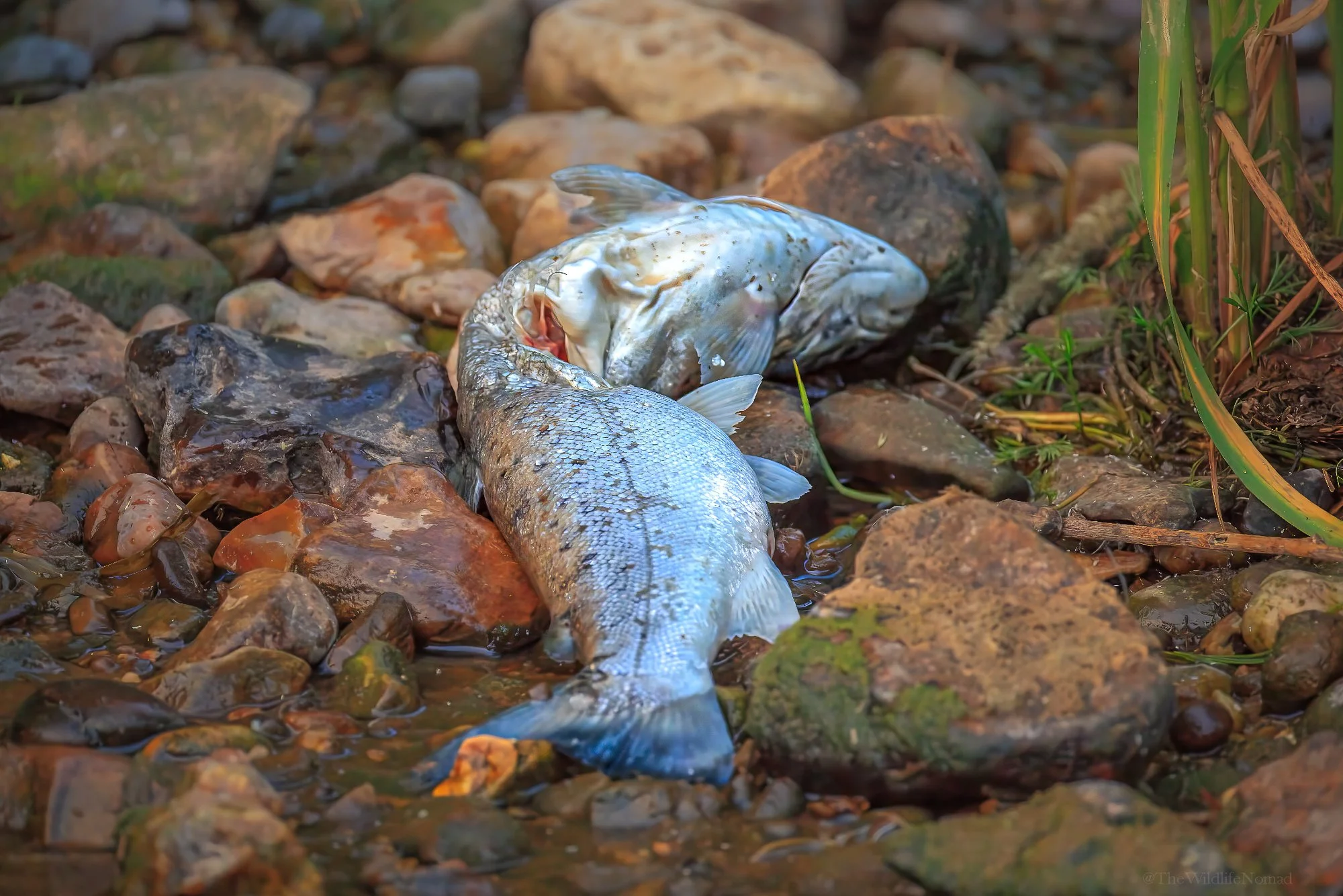 Dead fish lying on rocks in a shallow stream, surrounded by stones and aquatic plants. Predated by otter.