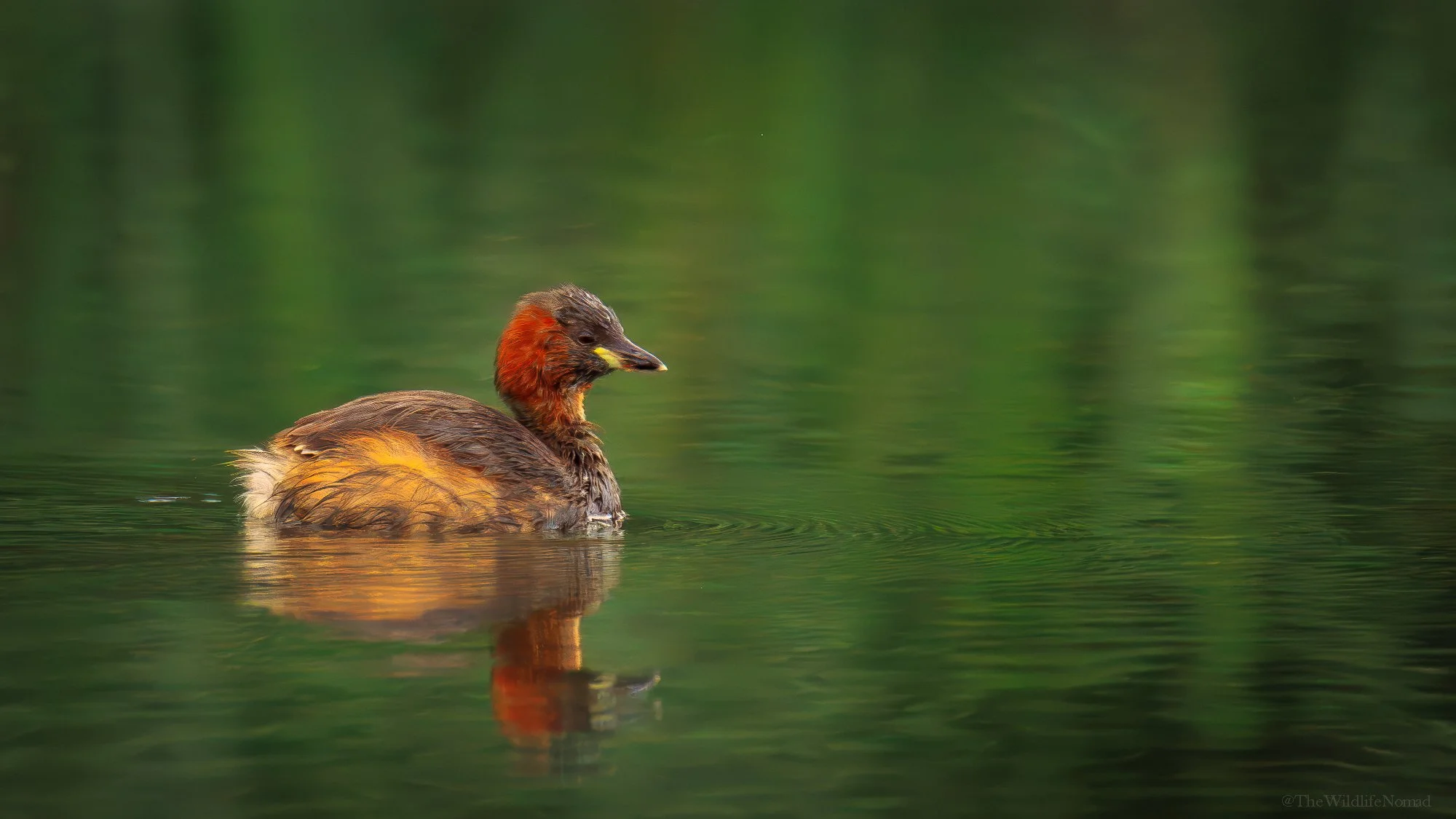 A brown and red duck swimming in calm green water.