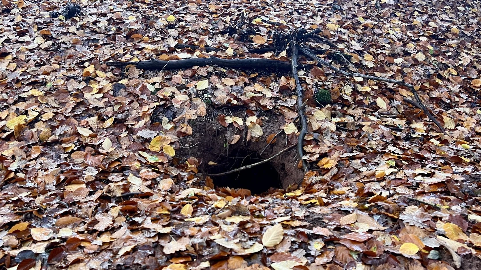 Obvious woodland burrow entrance partly surrounded by undisturbed fallen leaves.