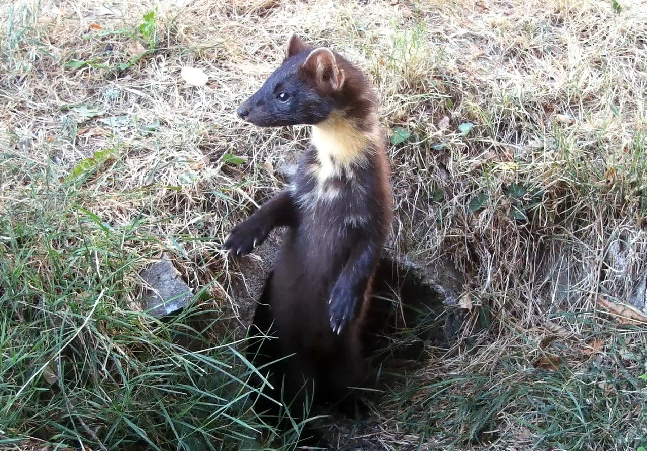 Adult Pine Marten stood on it's hind legs looking out for danger