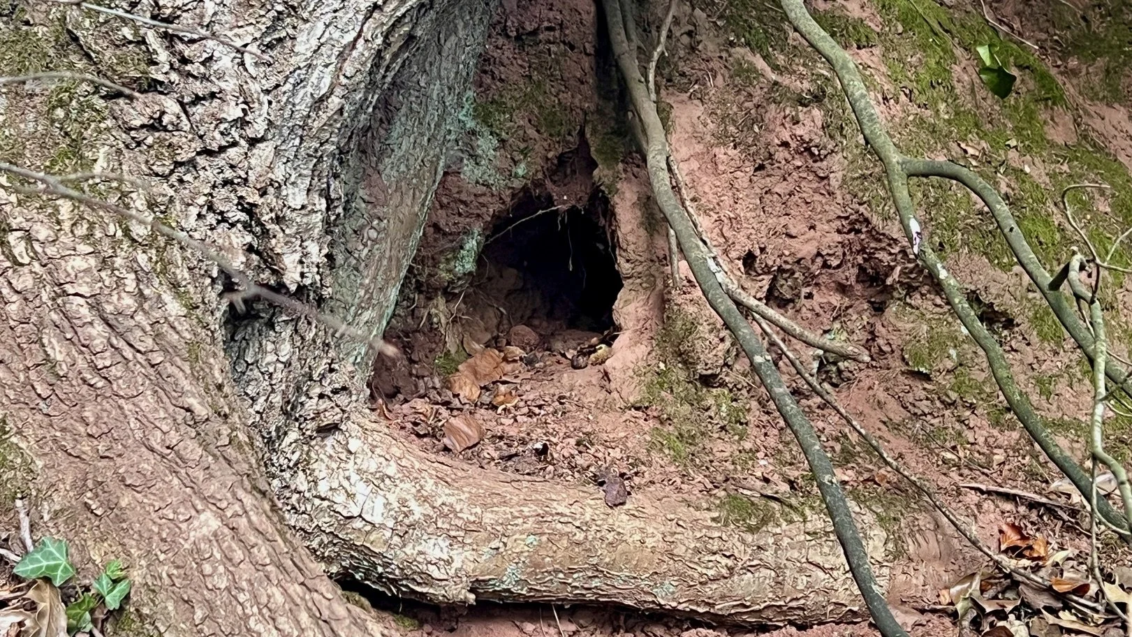 An animal den or burrow in a muddy bank amongst tree roots