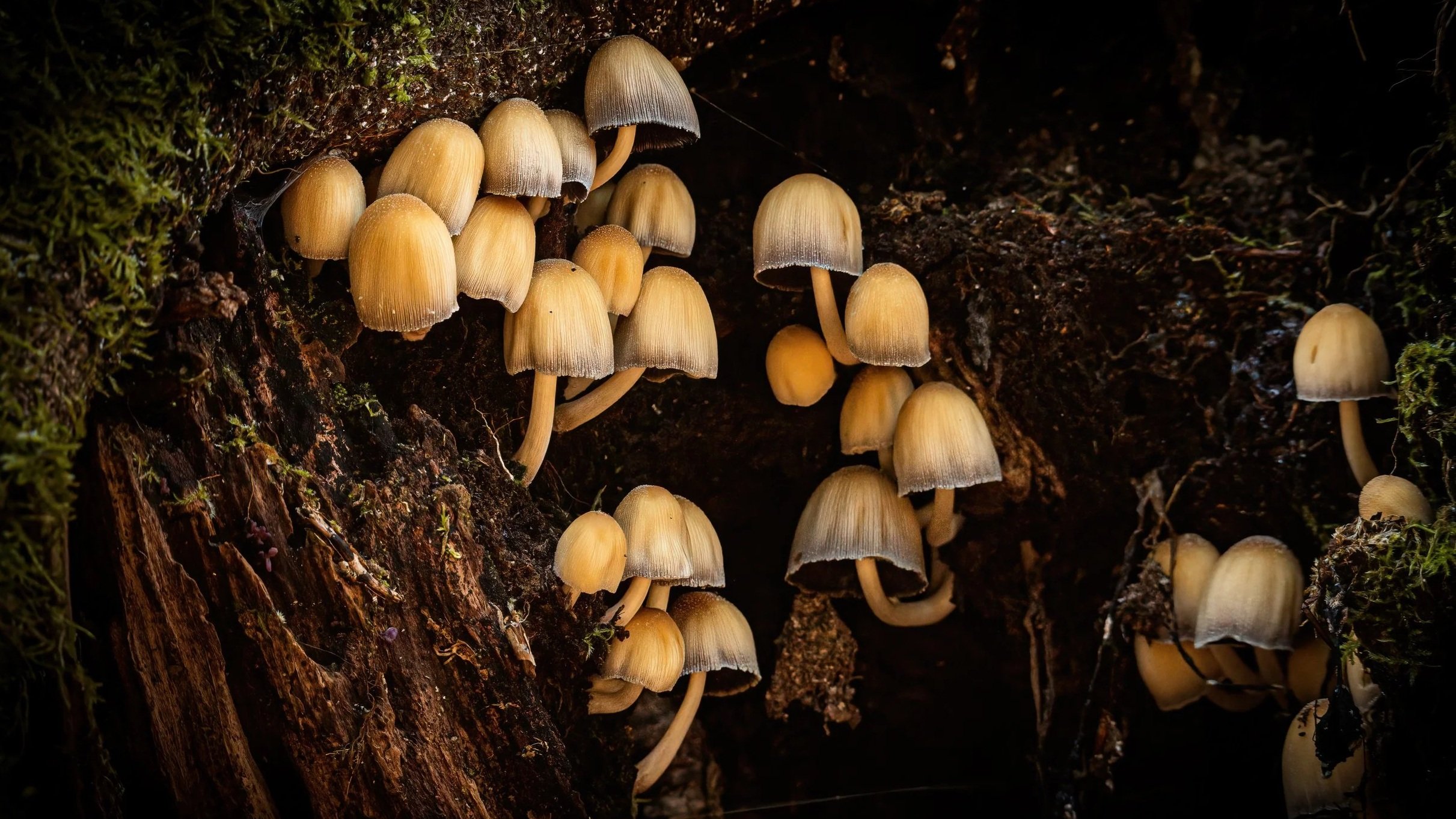 Fungi nestled in a damp tree trunk.