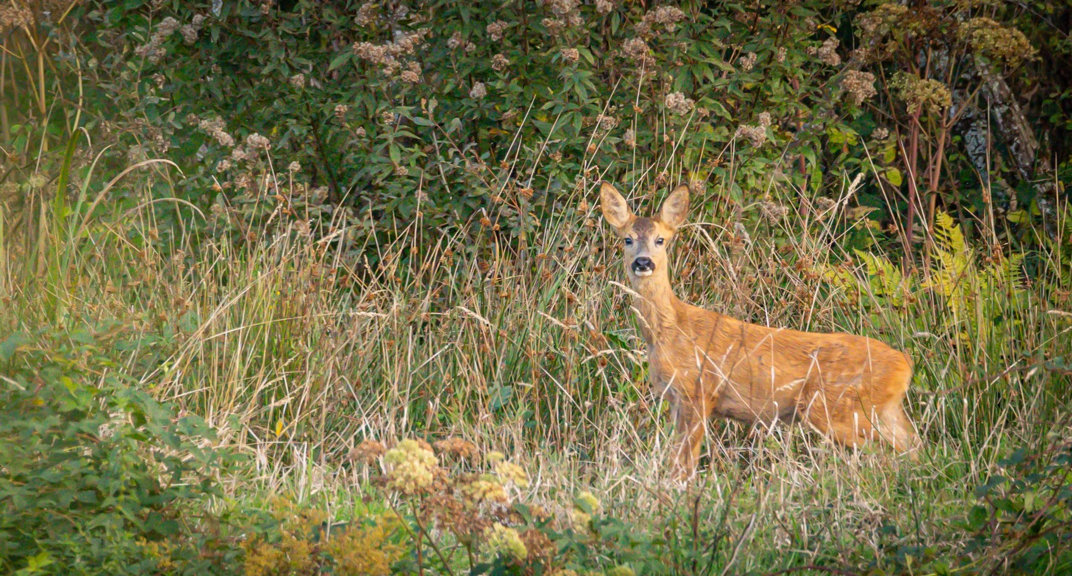 An image of a roe deer stood in scrubland.