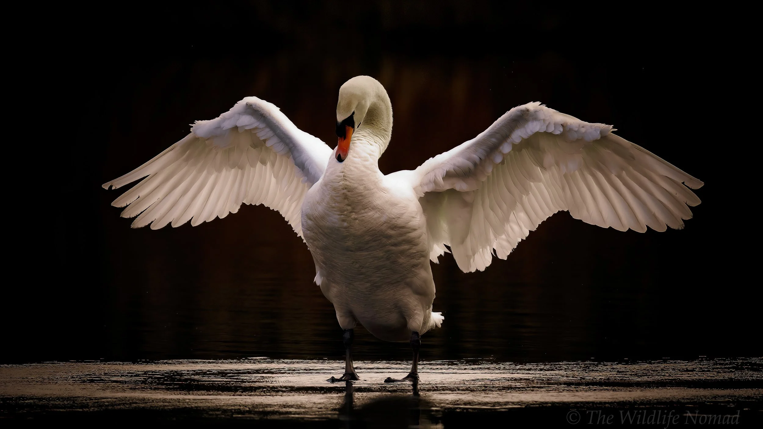 A white swan with wings spread wide, standing on a dark reflective surface with a dark background.